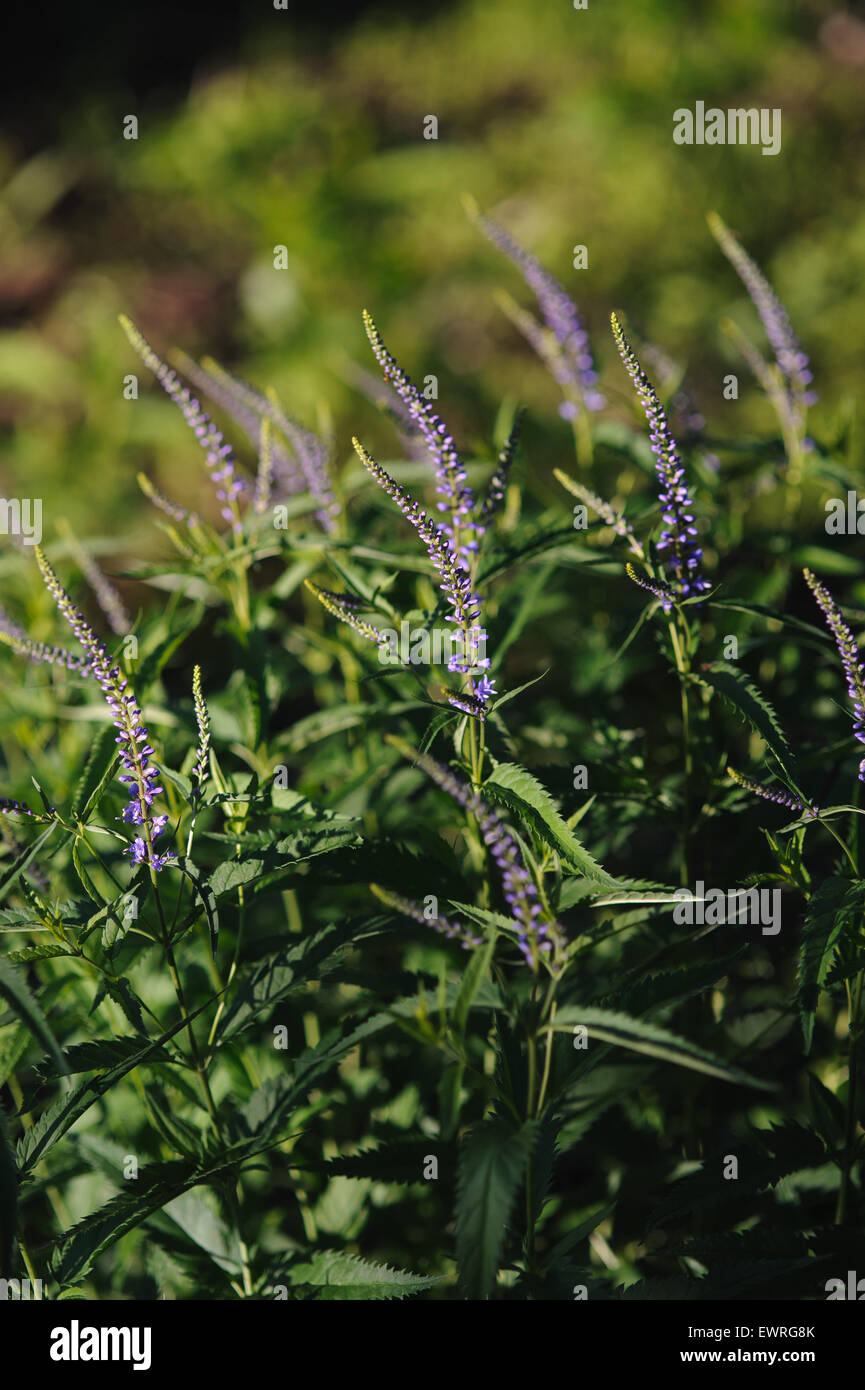 Veronica flowers by the evenings sun. Stock Photo