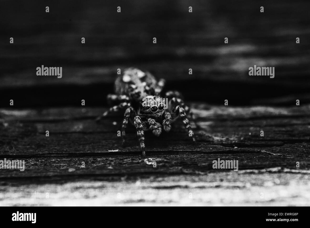 close up photograph of jumper spider Stock Photo