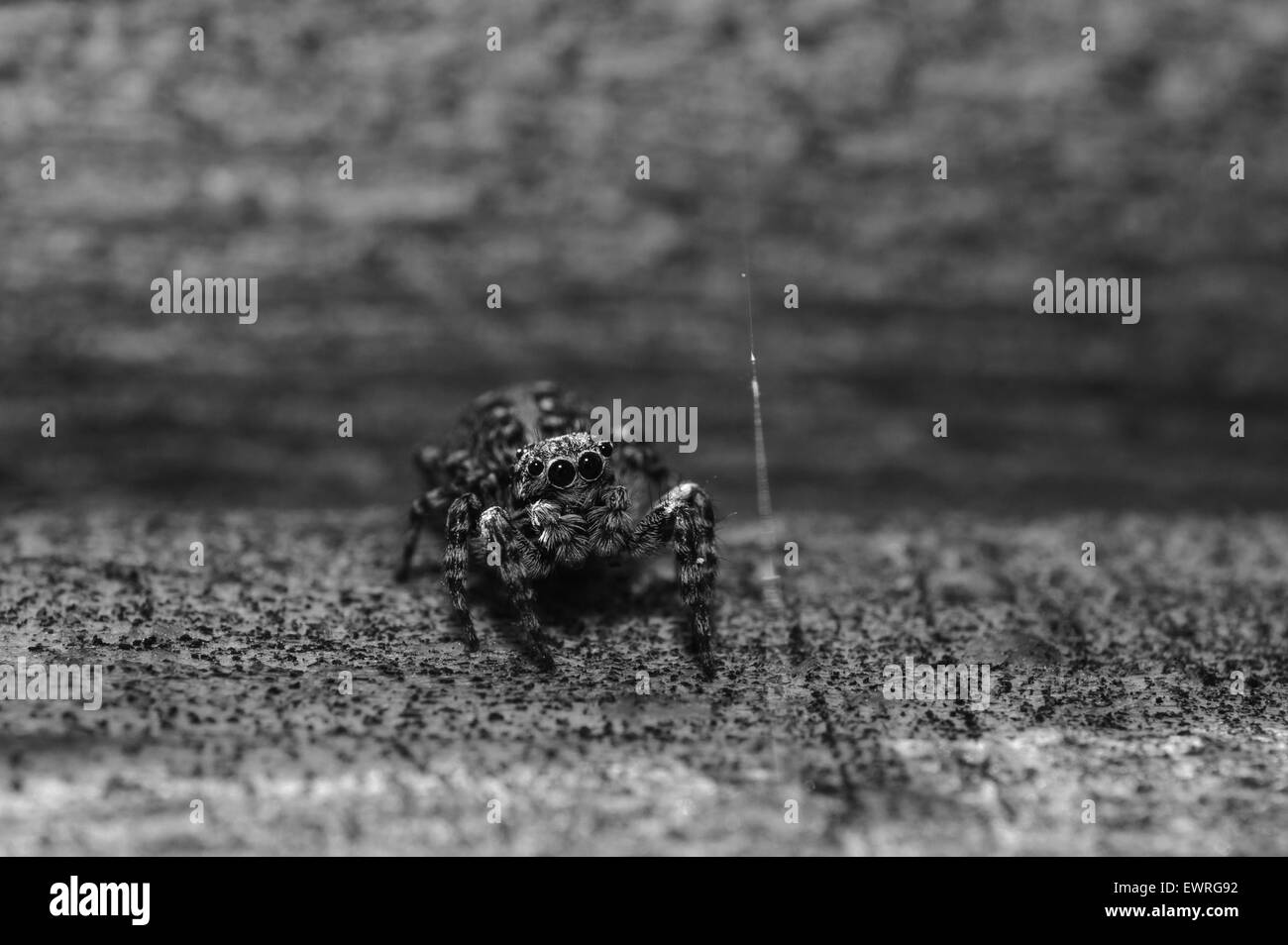 close up photograph of jumper spider Stock Photo