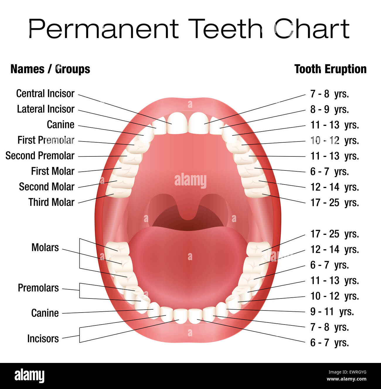 Teeth names and permanent teeth eruption chart with accurate notation of the different teeth, groups and the year of eruption. Stock Photo