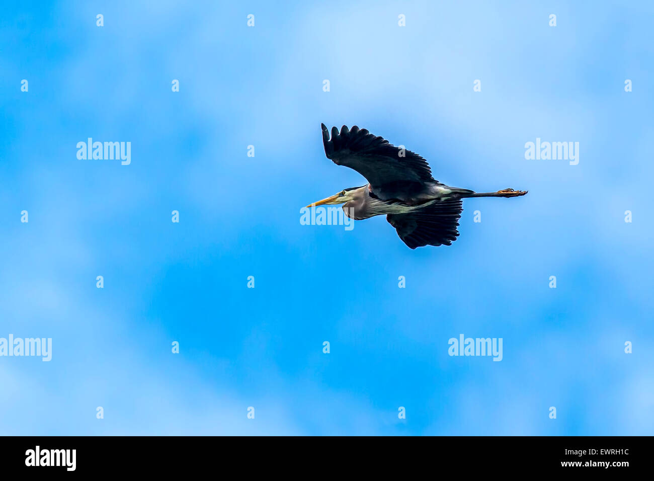 Heron flies in blue sky. Stock Photo