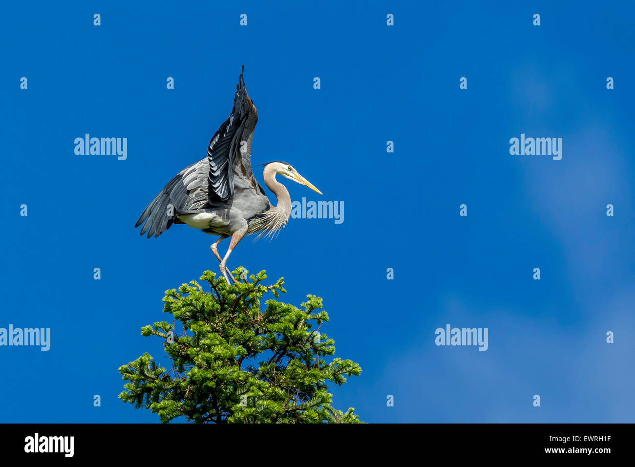 Perched heron flaps wings. Stock Photo