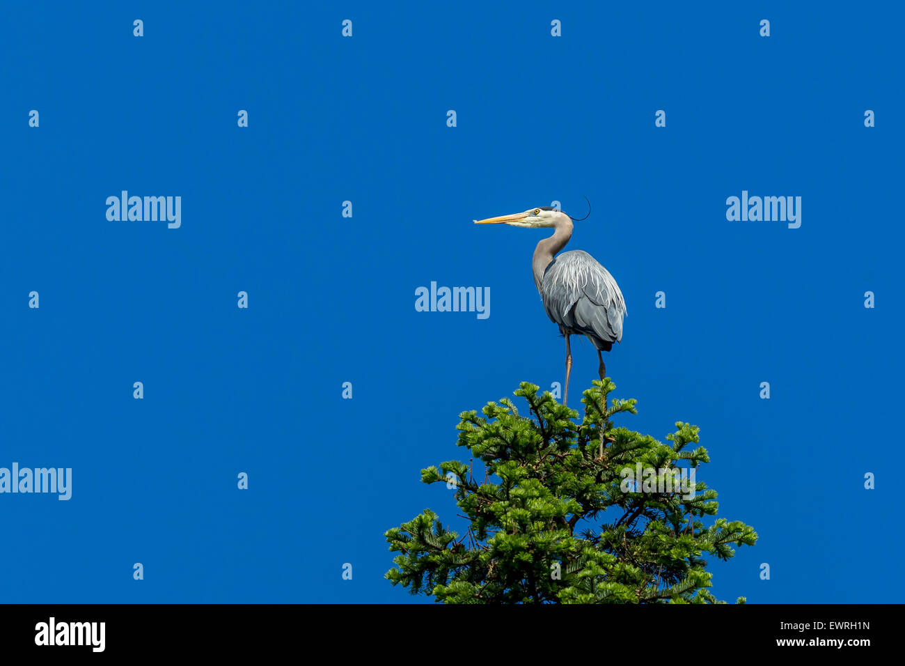 Perched heron and blue sky. Stock Photo