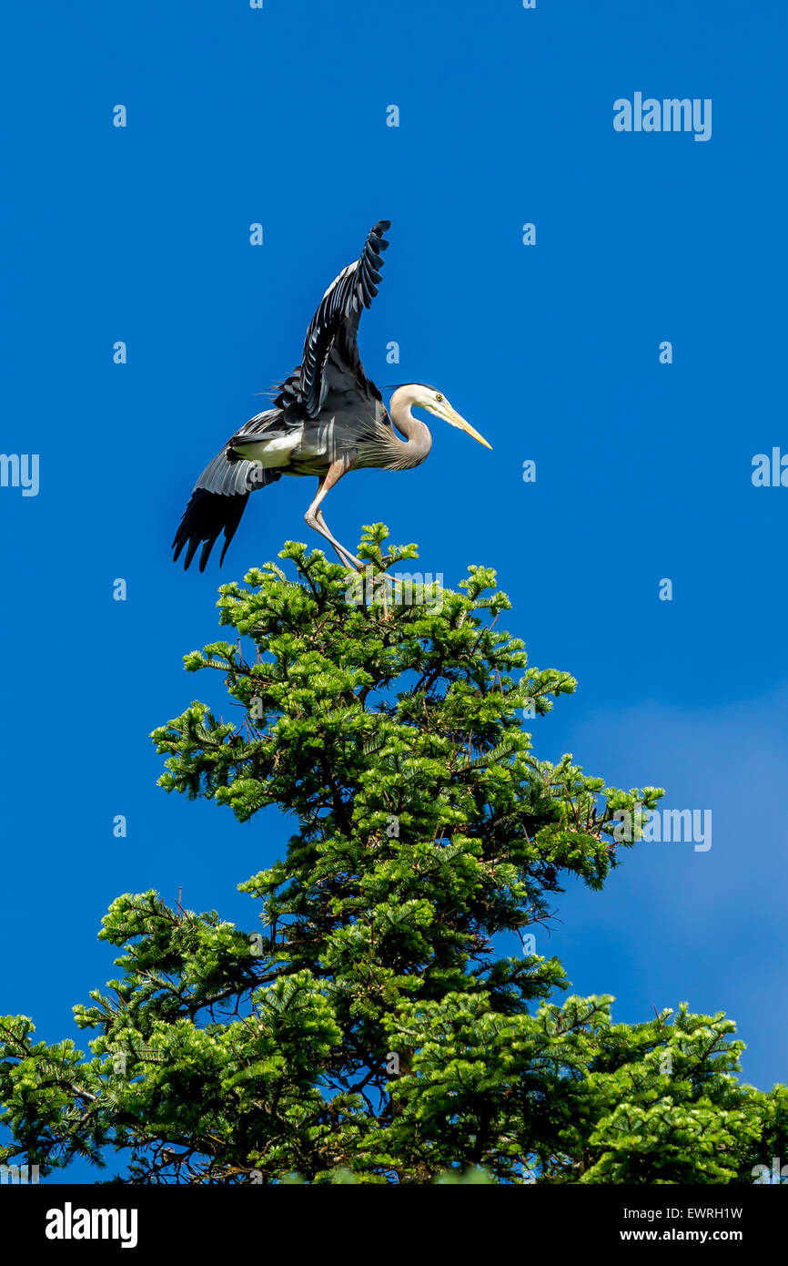 Heron on tree flaps wings. Stock Photo