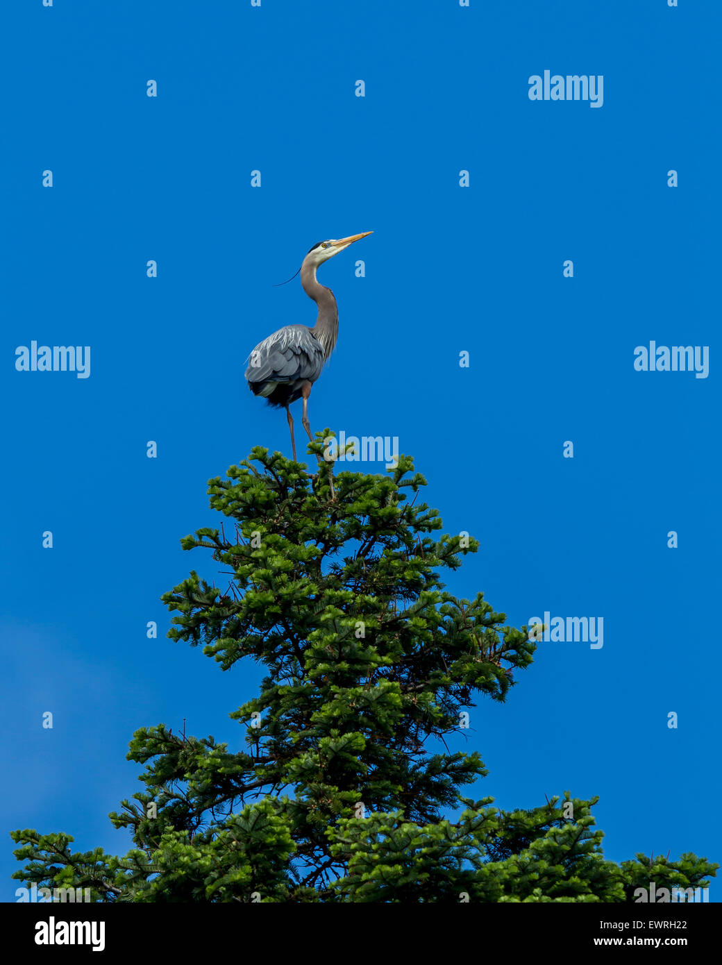 Heron perched on tree. Stock Photo