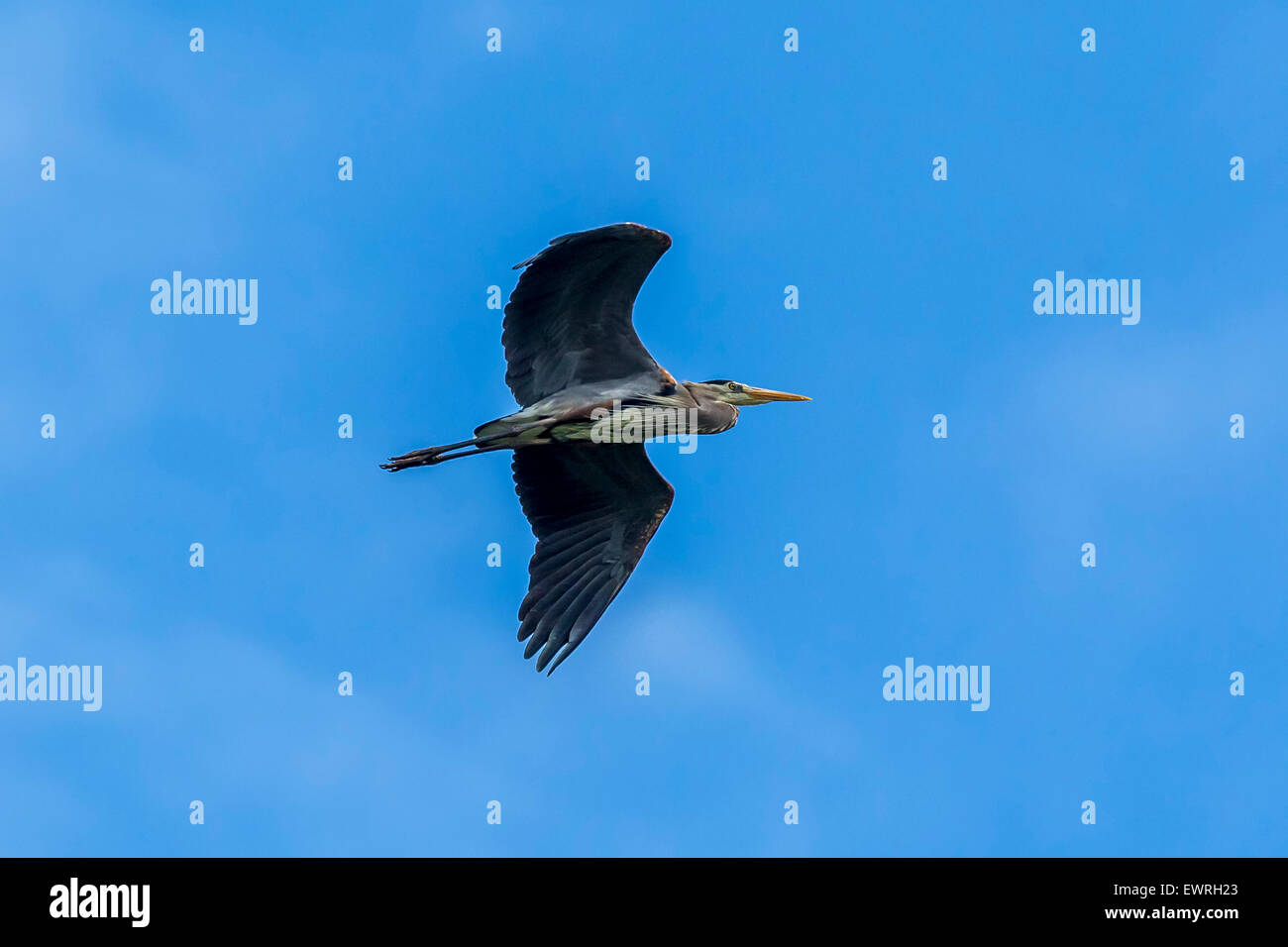 Blue heron in flight. Stock Photo