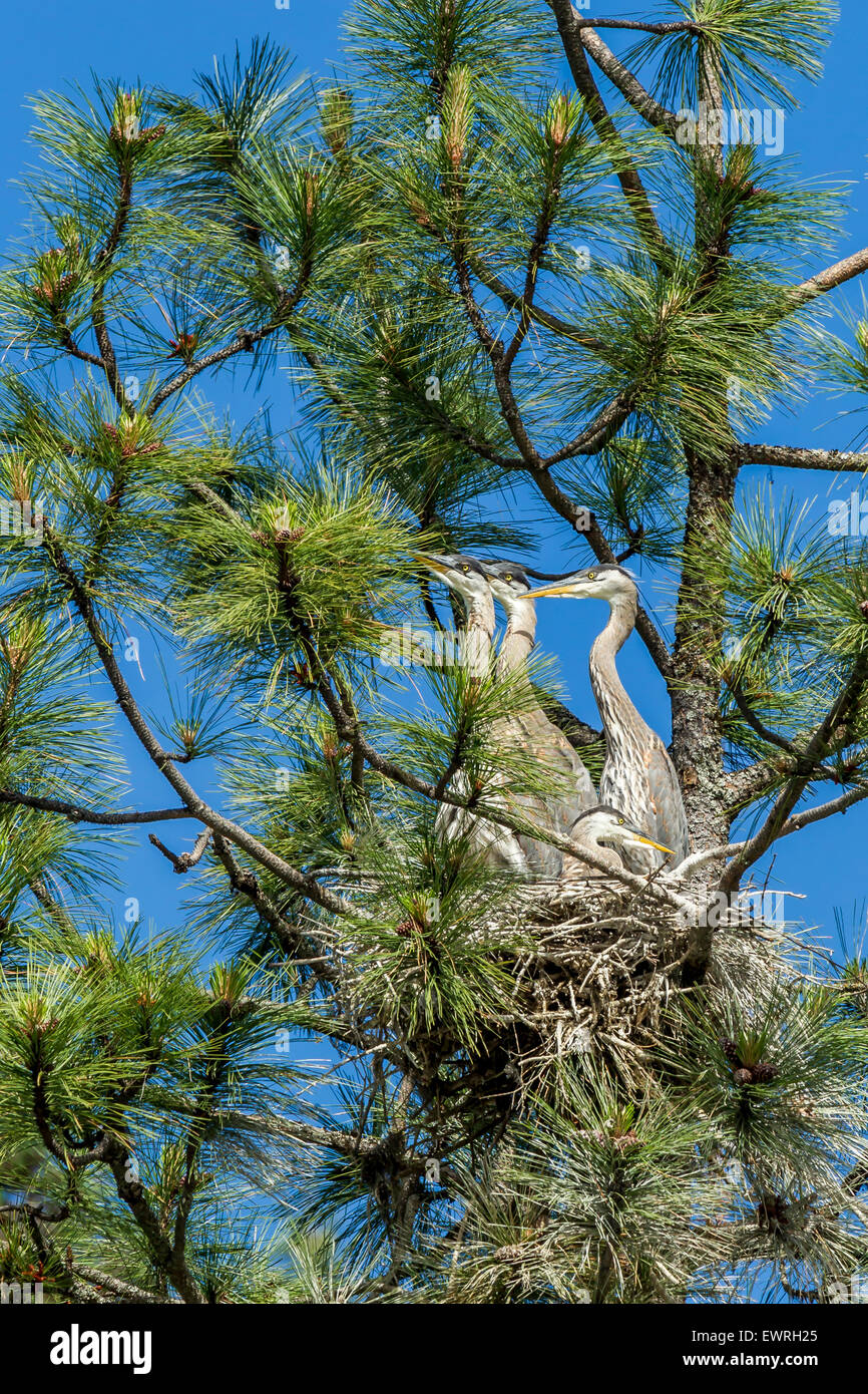 Herons share a nest. Stock Photo
