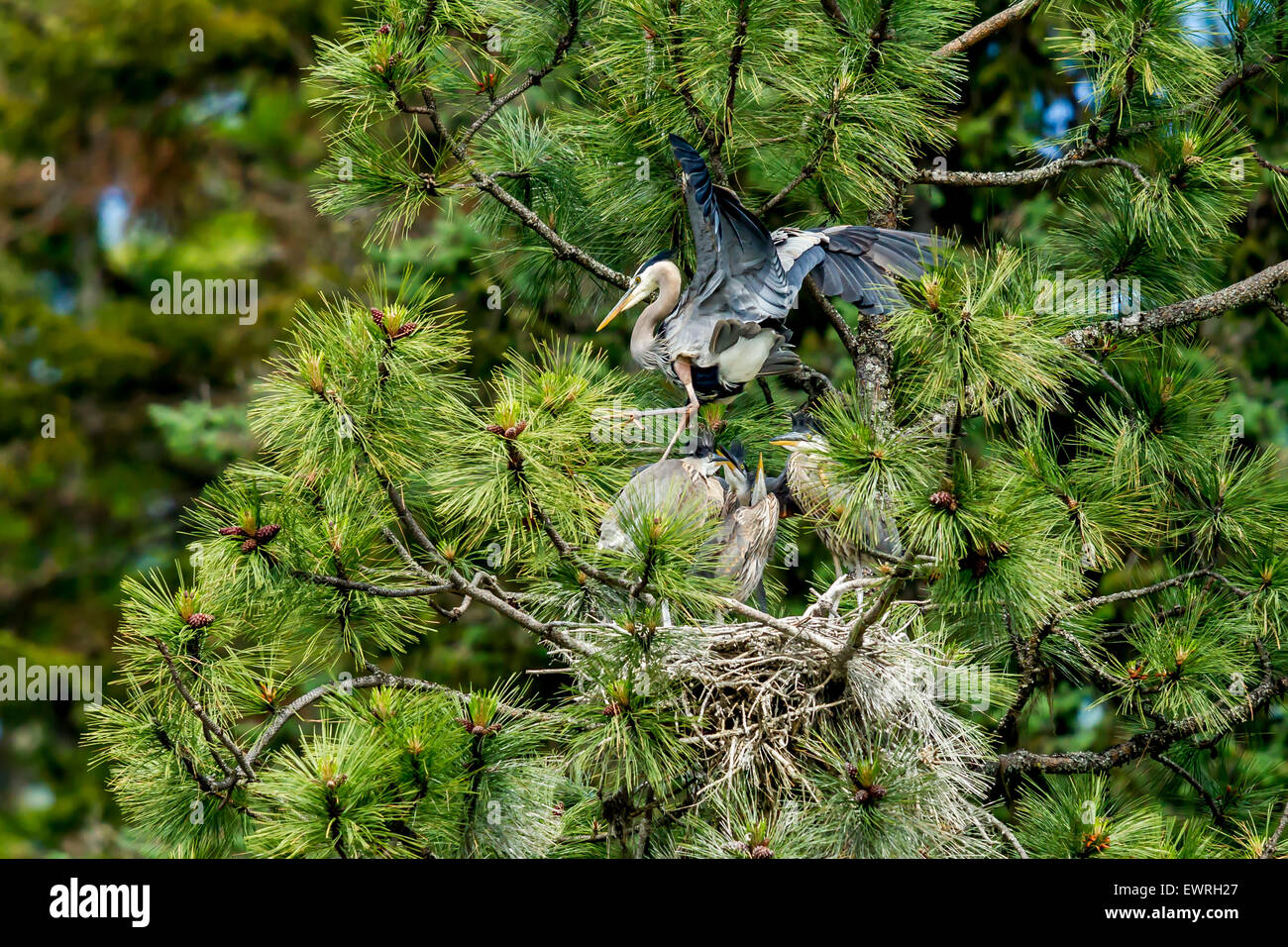 Heron flaps wings over nest. Stock Photo