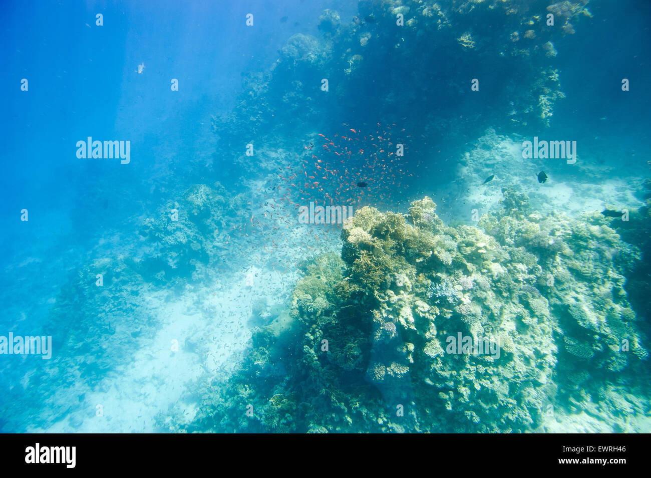 Underwater coral reef. Red Sea. South Sinay Stock Photo - Alamy