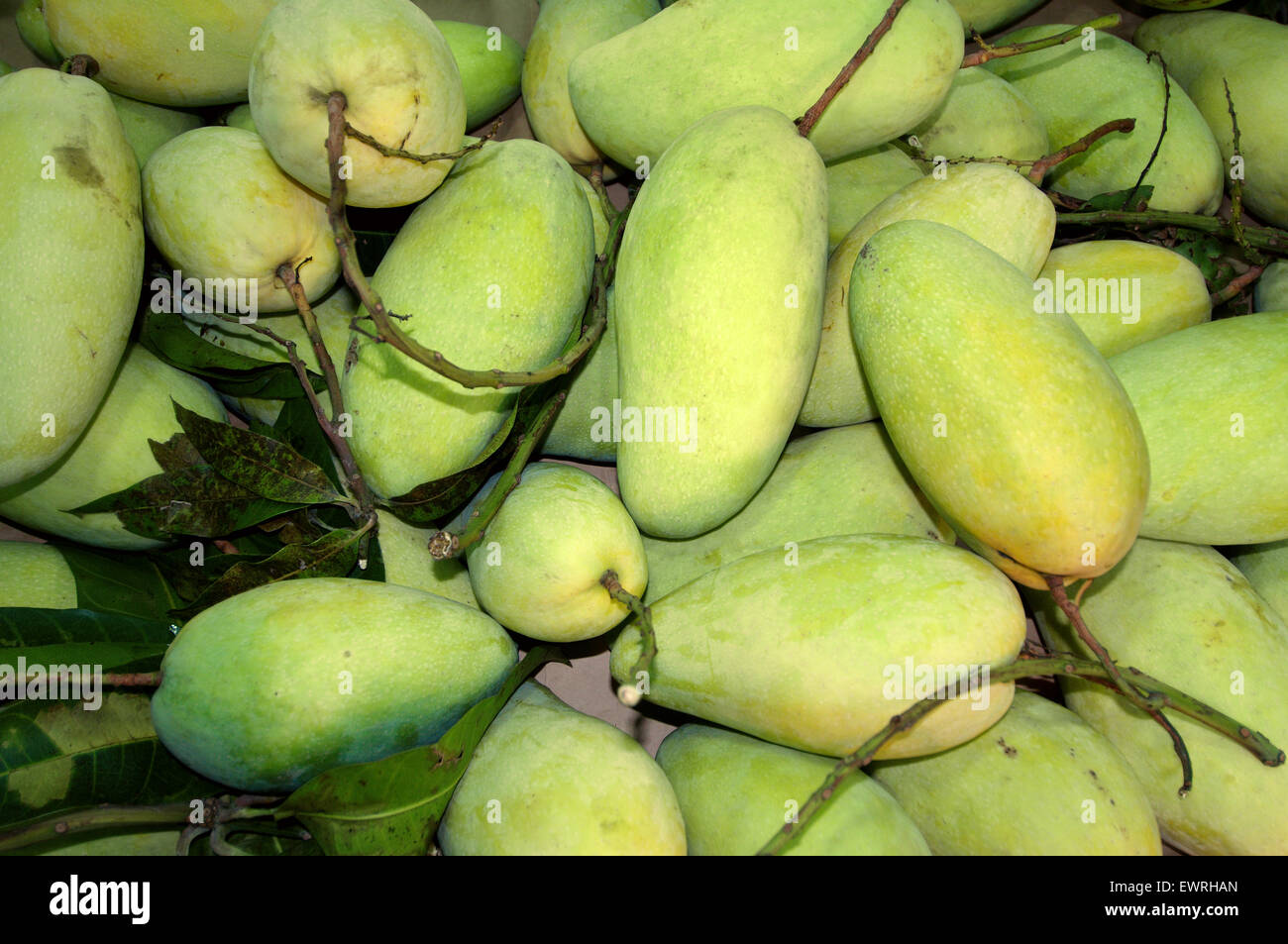mango, Bangkok, Thailand Stock Photo Alamy