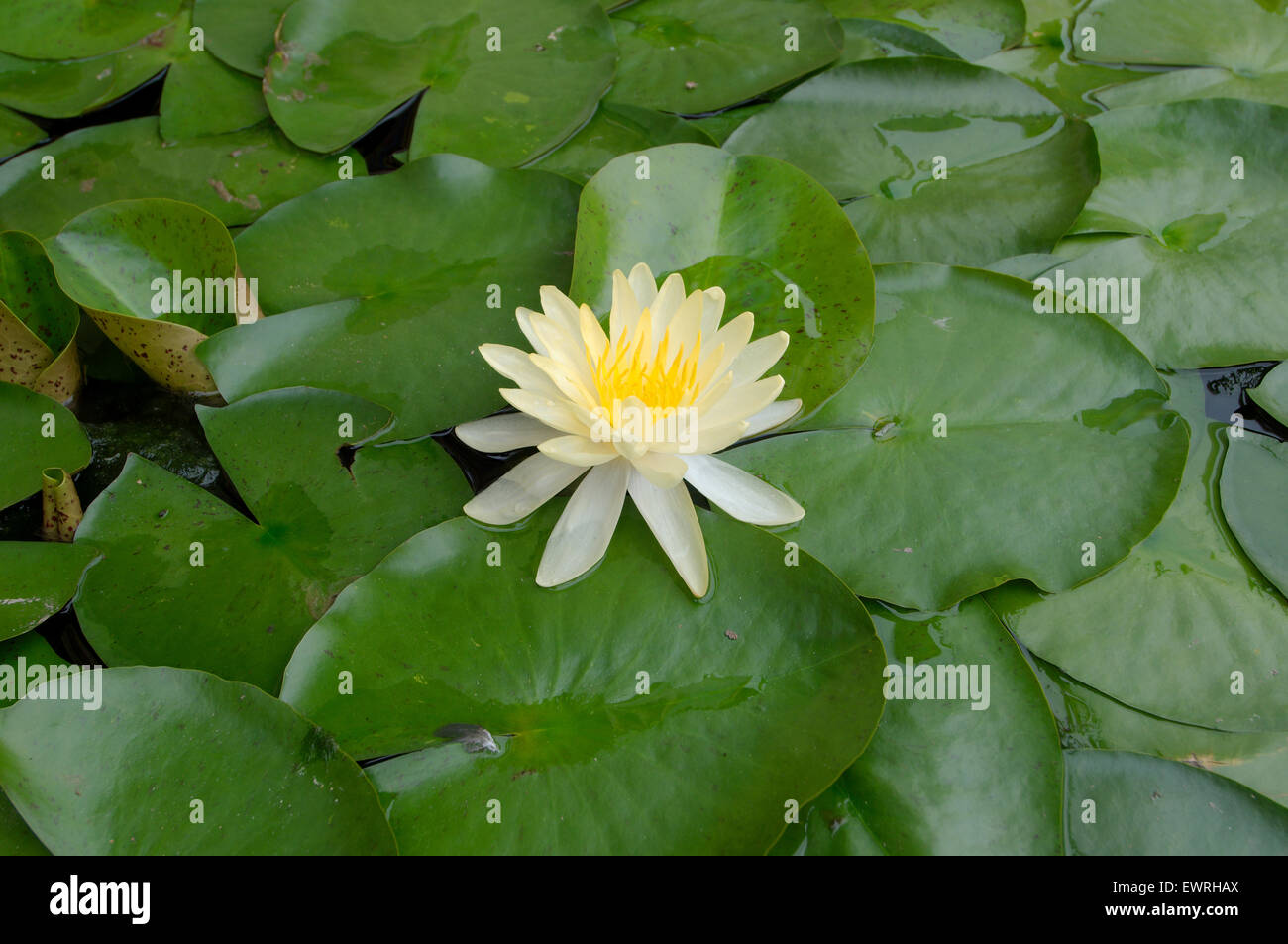 yellow lotus, American lotus, water-chinquapin or volee (Nelumbo lutea) Loei province, Thailand Stock Photo
