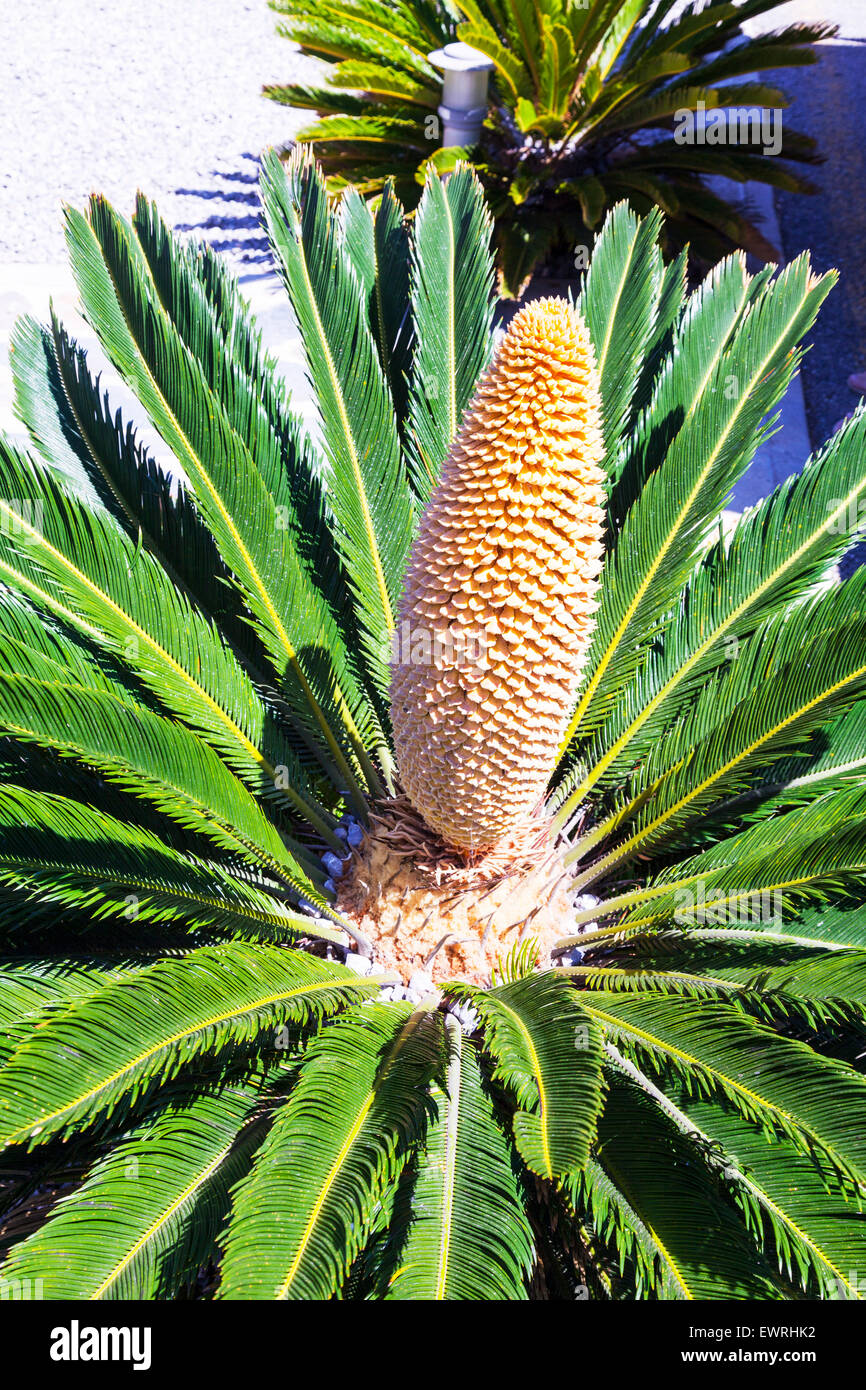 palm tree Arecaceae Palmae Palmaceae flower stamen flowering Ibiza Spain Spanish resort Stock Photo