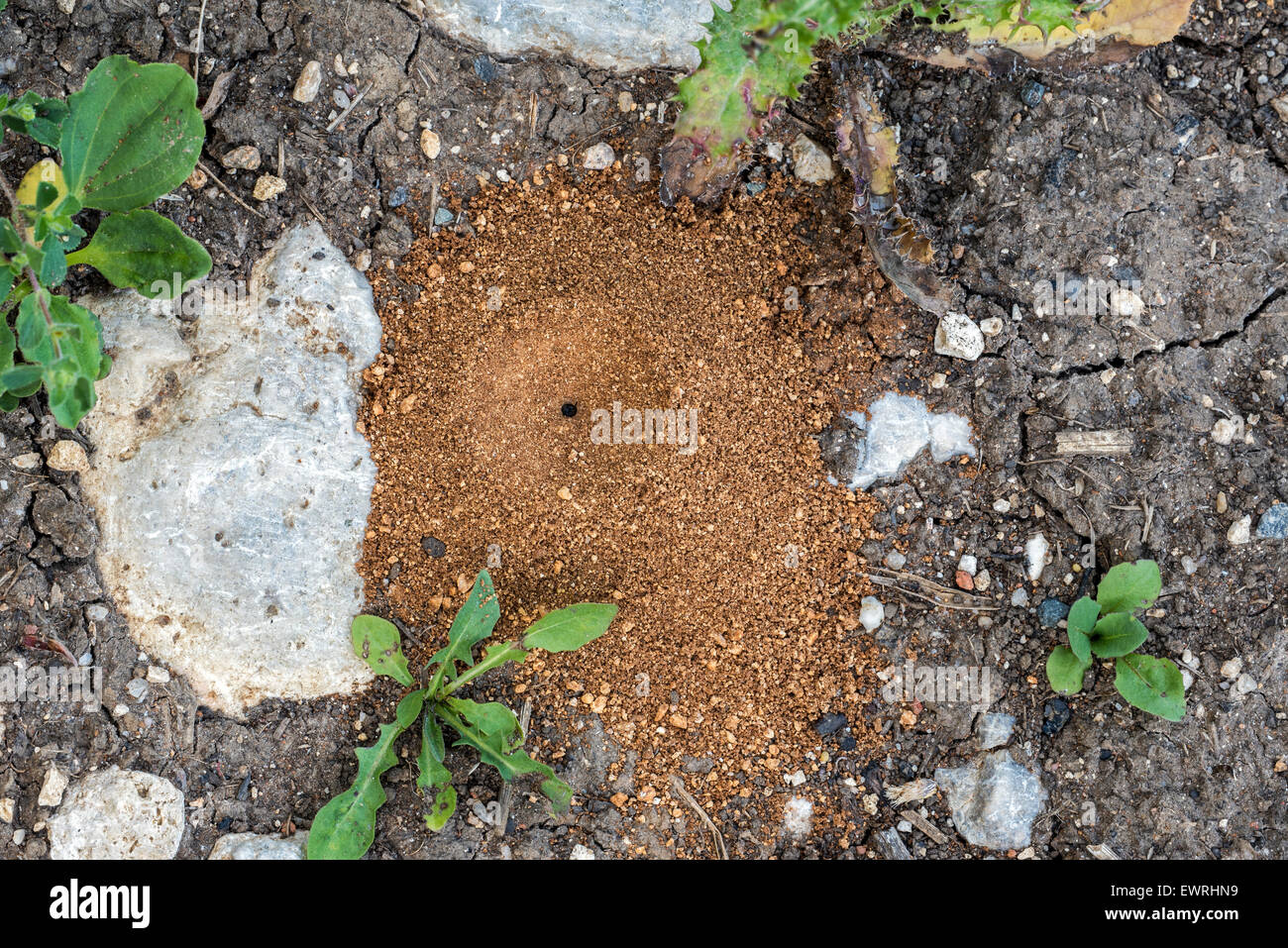 Cone shaped sand pit trap of an antlion / ant lion (Myrmeleontidae) Stock Photo