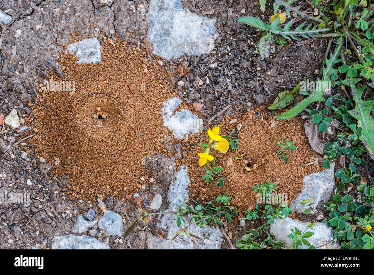 Cone shaped sand pit traps of antlions / ant lions (Myrmeleontidae) Stock Photo