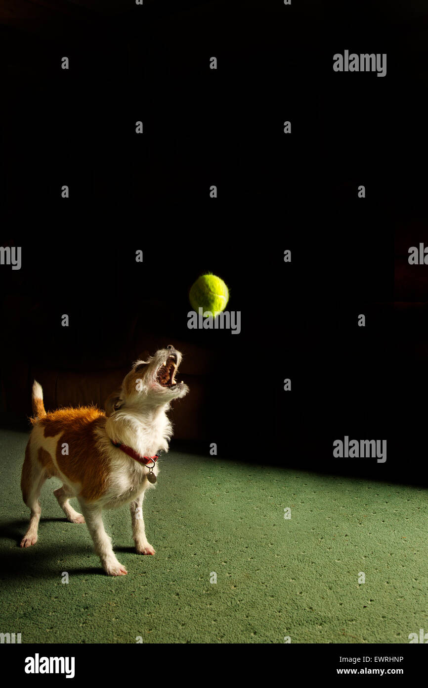A dog catching a ball Stock Photo Alamy
