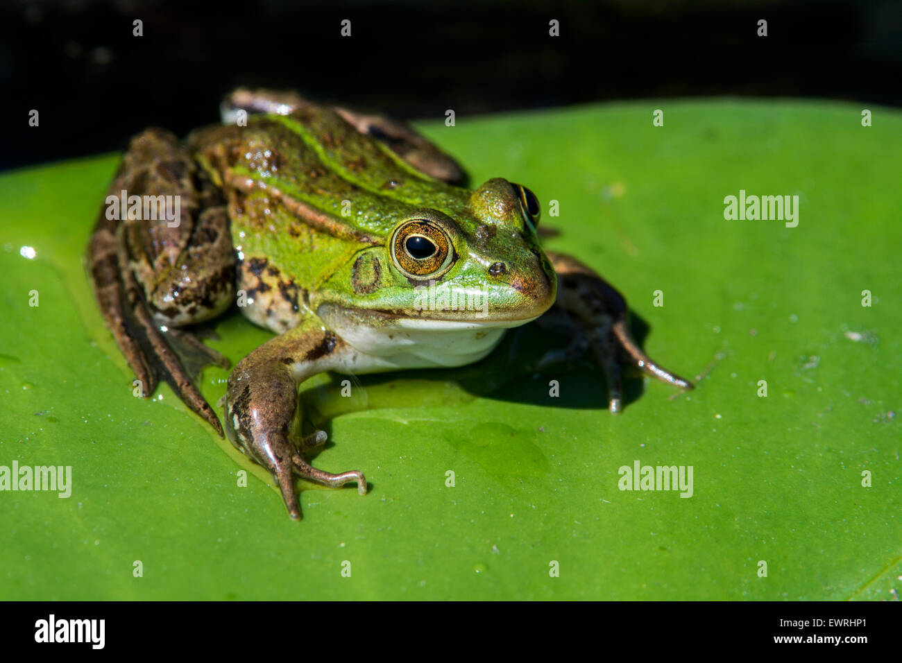 Edible frog / common water frog / green frog (Pelophylax kl. esculentus / Rana kl. esculenta) on floating leaf of waterlily Stock Photo