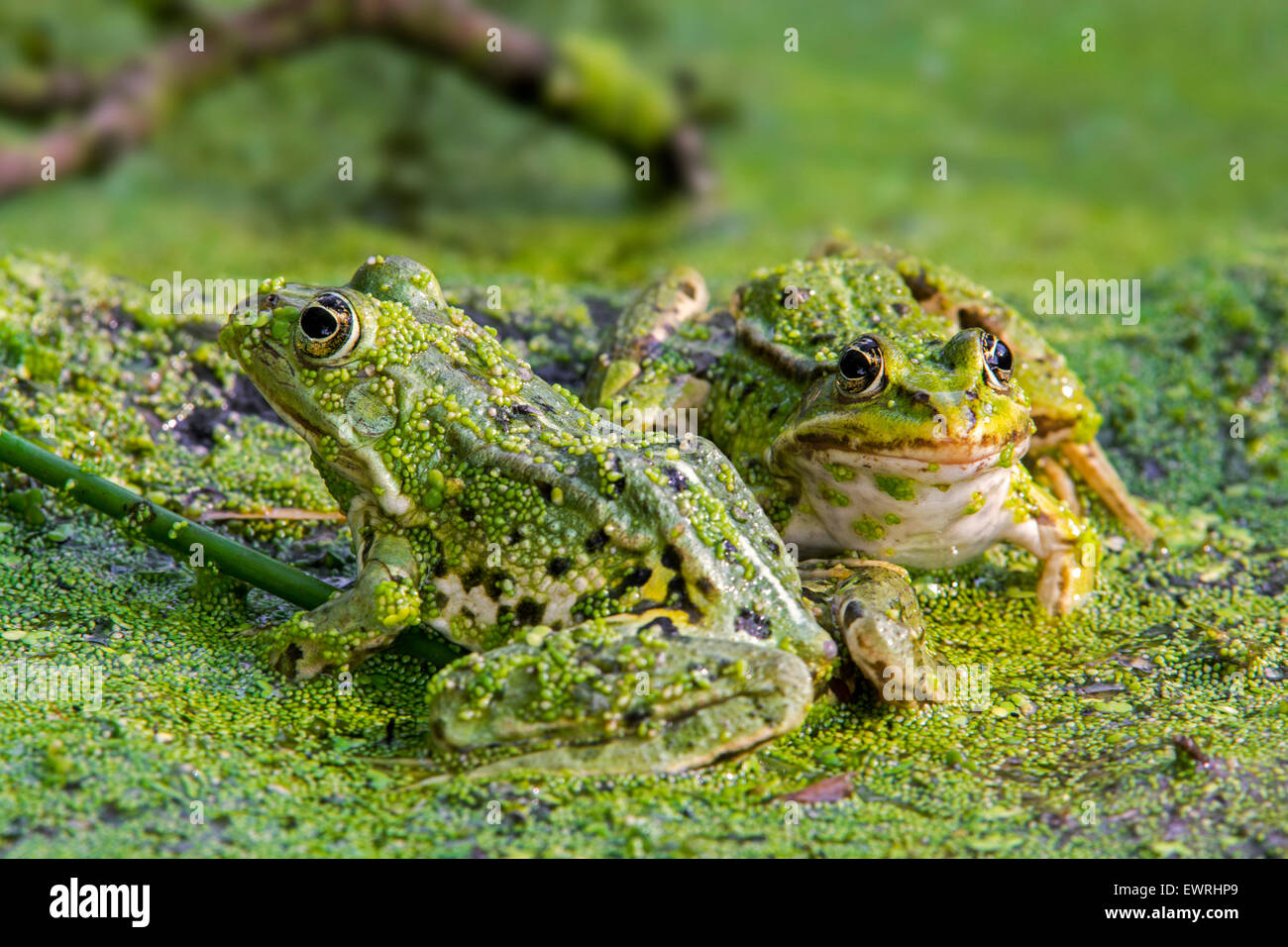 Two edible frogs / common water frog / green frog (Pelophylax kl. esculentus / Rana kl. esculenta) sitting among duckweed in pon Stock Photo