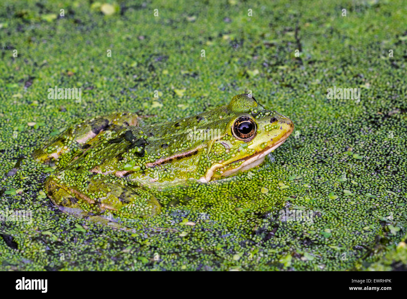 Edible frog / common water frog / green frog (Pelophylax kl. esculentus / Rana kl. esculenta) floating among duckweed in pond Stock Photo