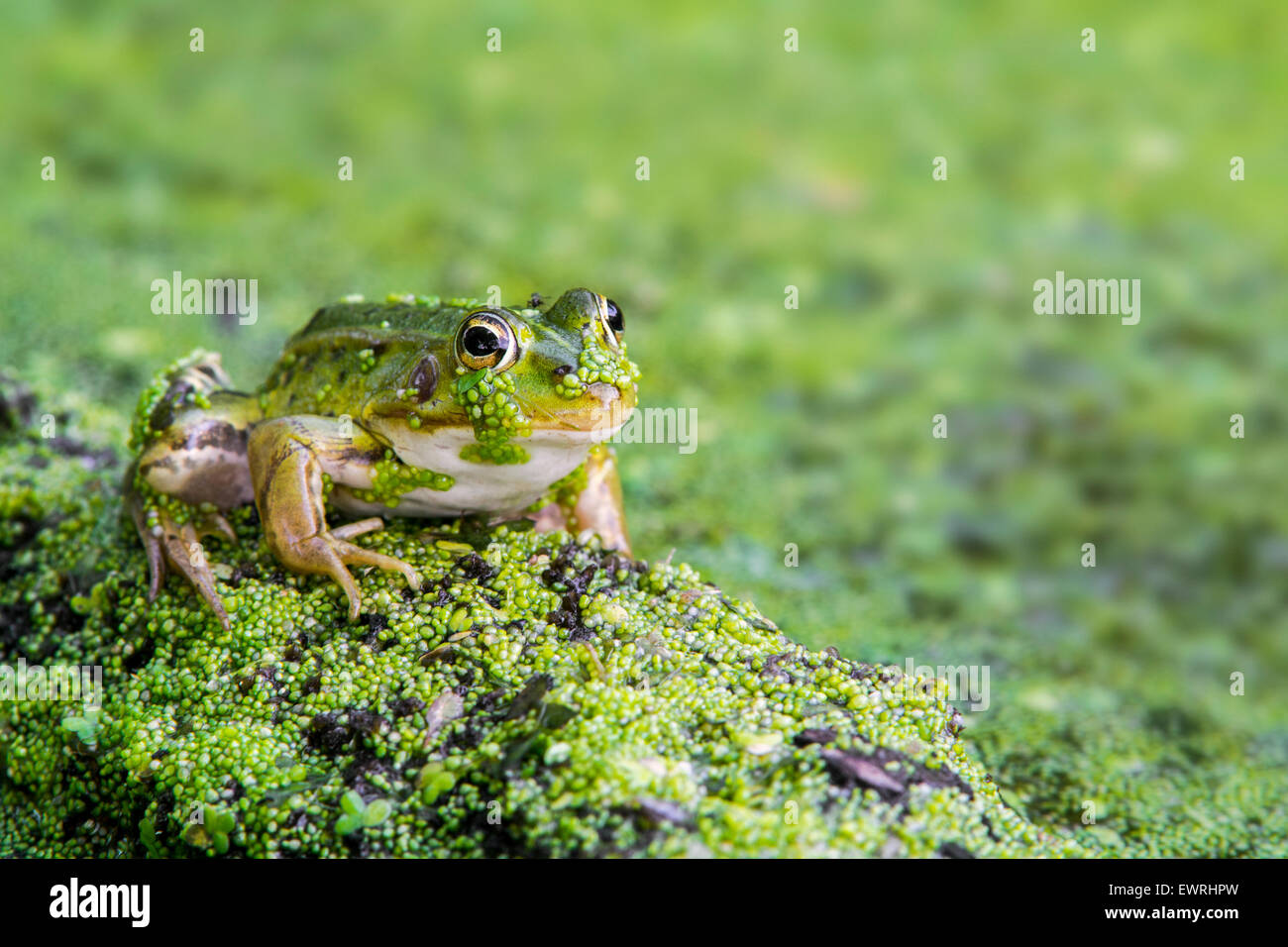 Edible frog / common water frog / green frog (Pelophylax kl. esculentus / Rana kl. esculenta) covered in duckweed in pond Stock Photo