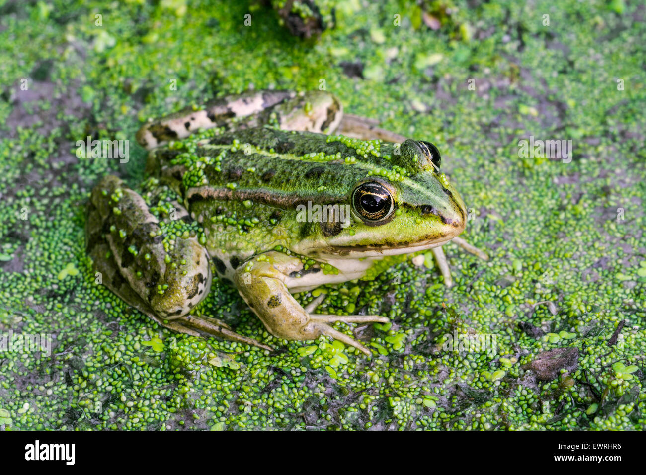 Edible frog / common water frog / green frog (Pelophylax kl. esculentus / Rana kl. esculenta