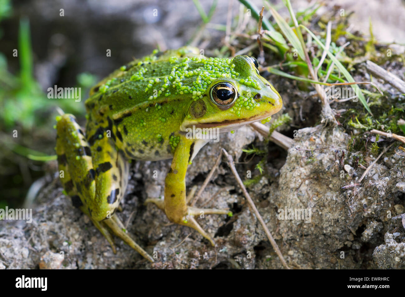 Edible frog / common water frog / green frog (Pelophylax kl. esculentus / Rana kl. esculenta