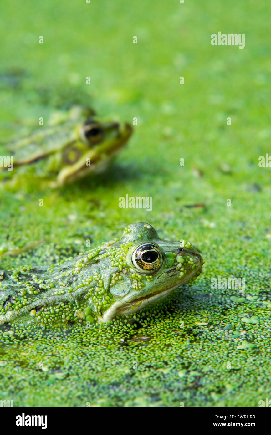 Two edible frogs / common water frog / green frog (Pelophylax kl. esculentus / Rana kl
