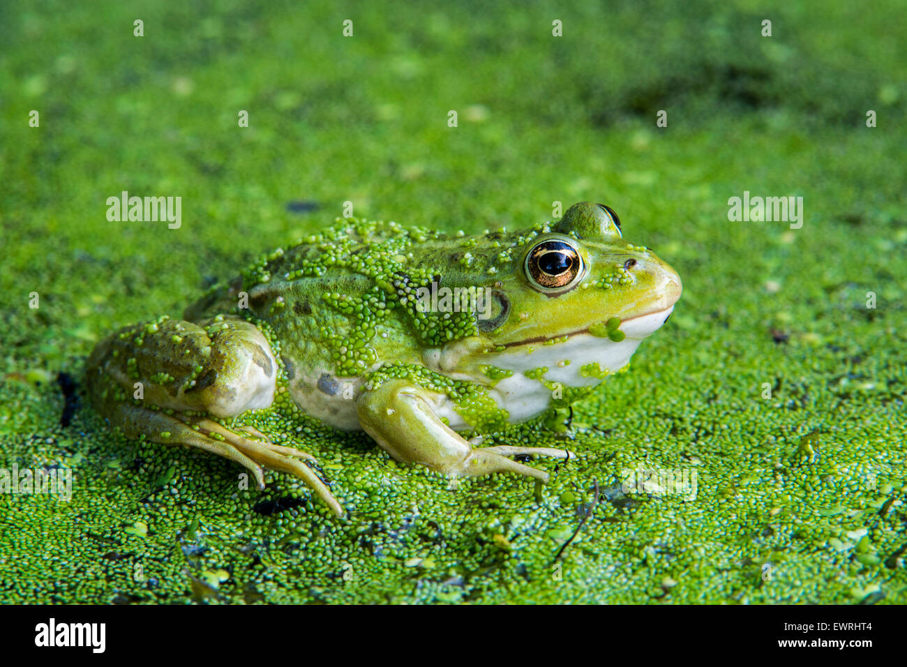 Edible frog / common water frog / green frog (Pelophylax kl. esculentus / Rana kl. esculenta) sitting among duckweed in pond Stock Photo