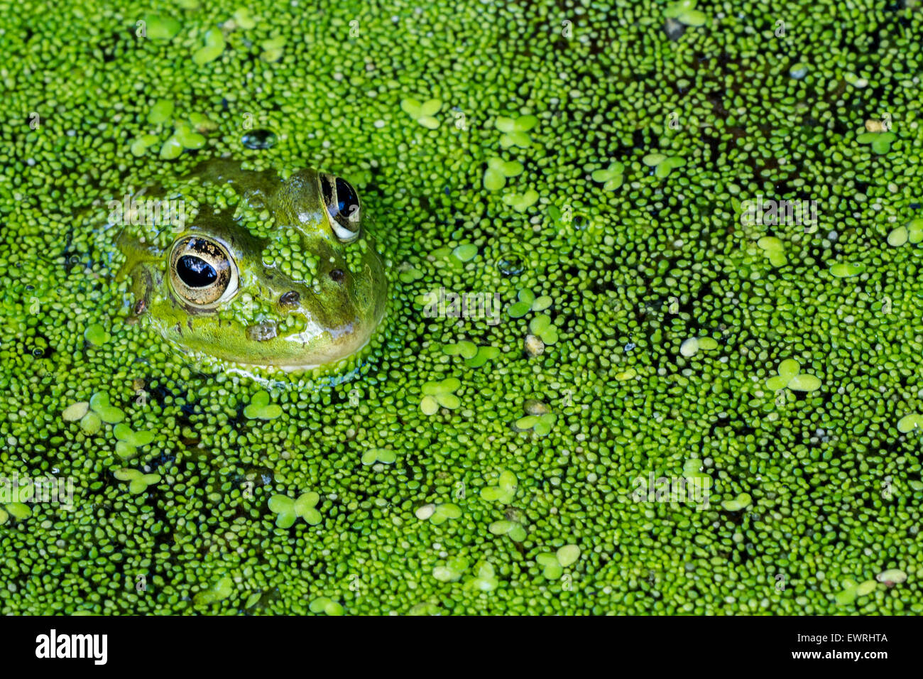 Edible frog / common water frog / green frog (Pelophylax kl. esculentus / Rana kl. esculenta