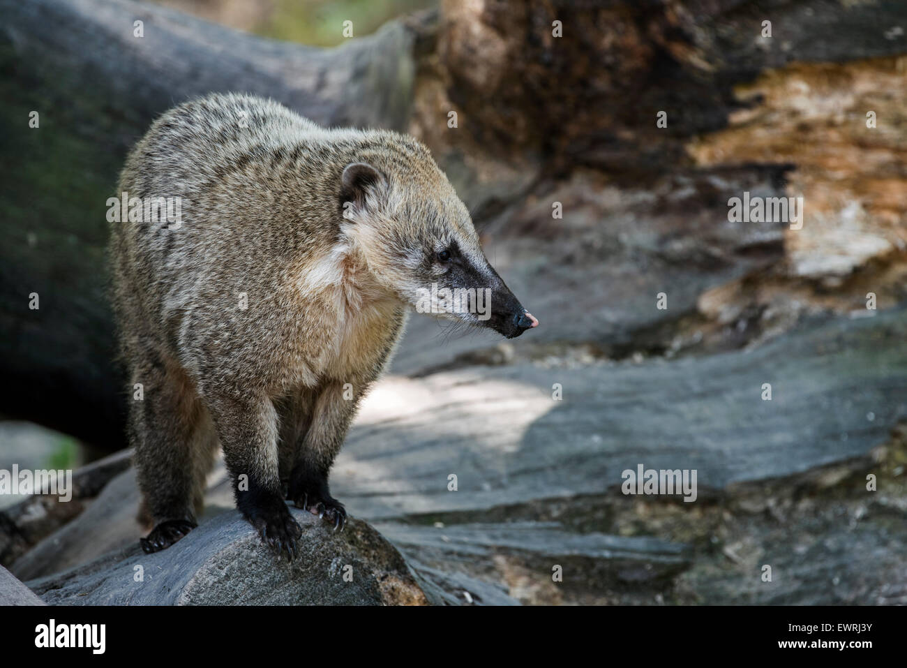 South American coati / ring-tailed coati (Nasua nasua) native to tropical and subtropical South America Stock Photo