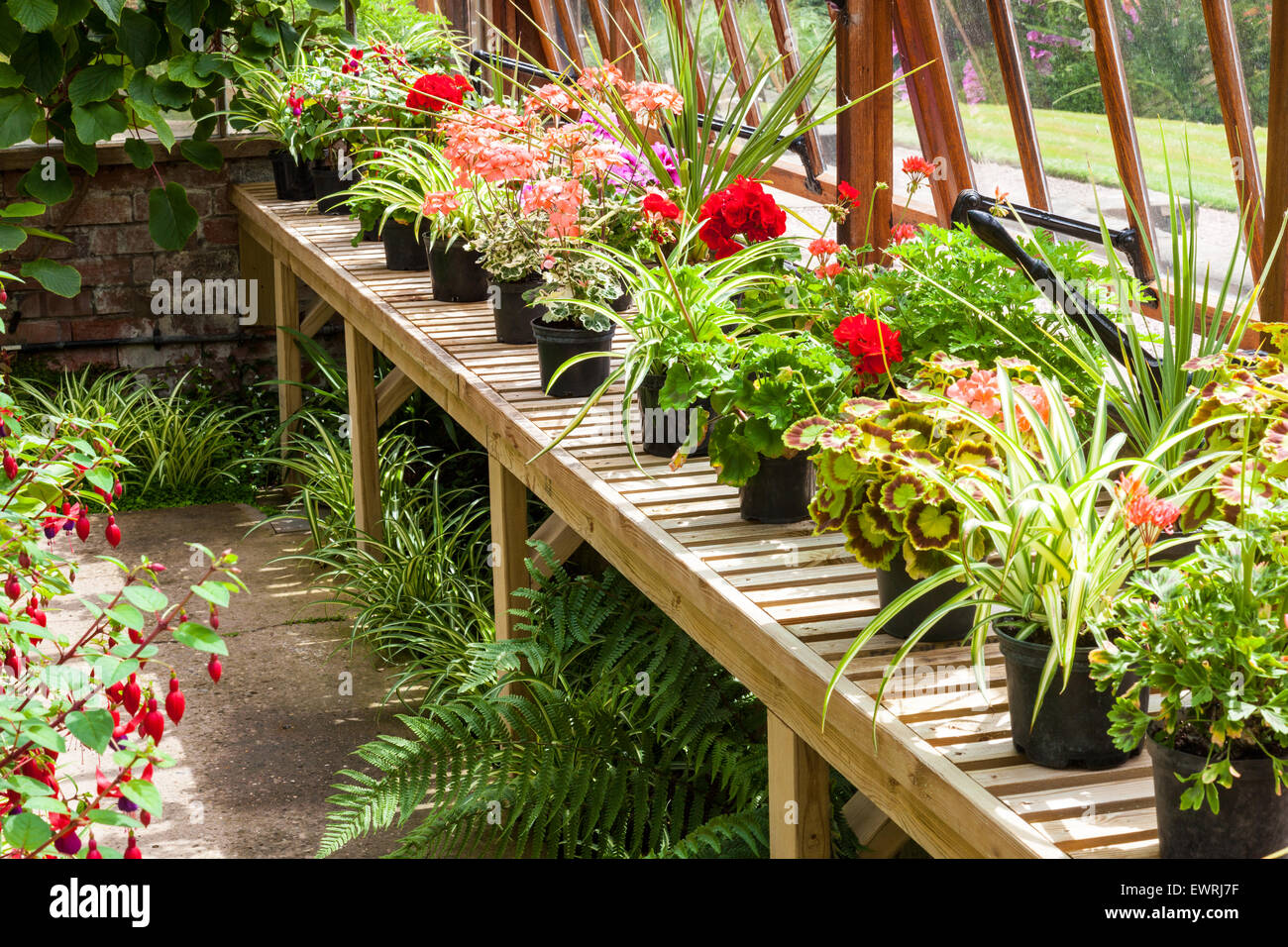 Conservatory house plants hi-res stock photography and images - Alamy