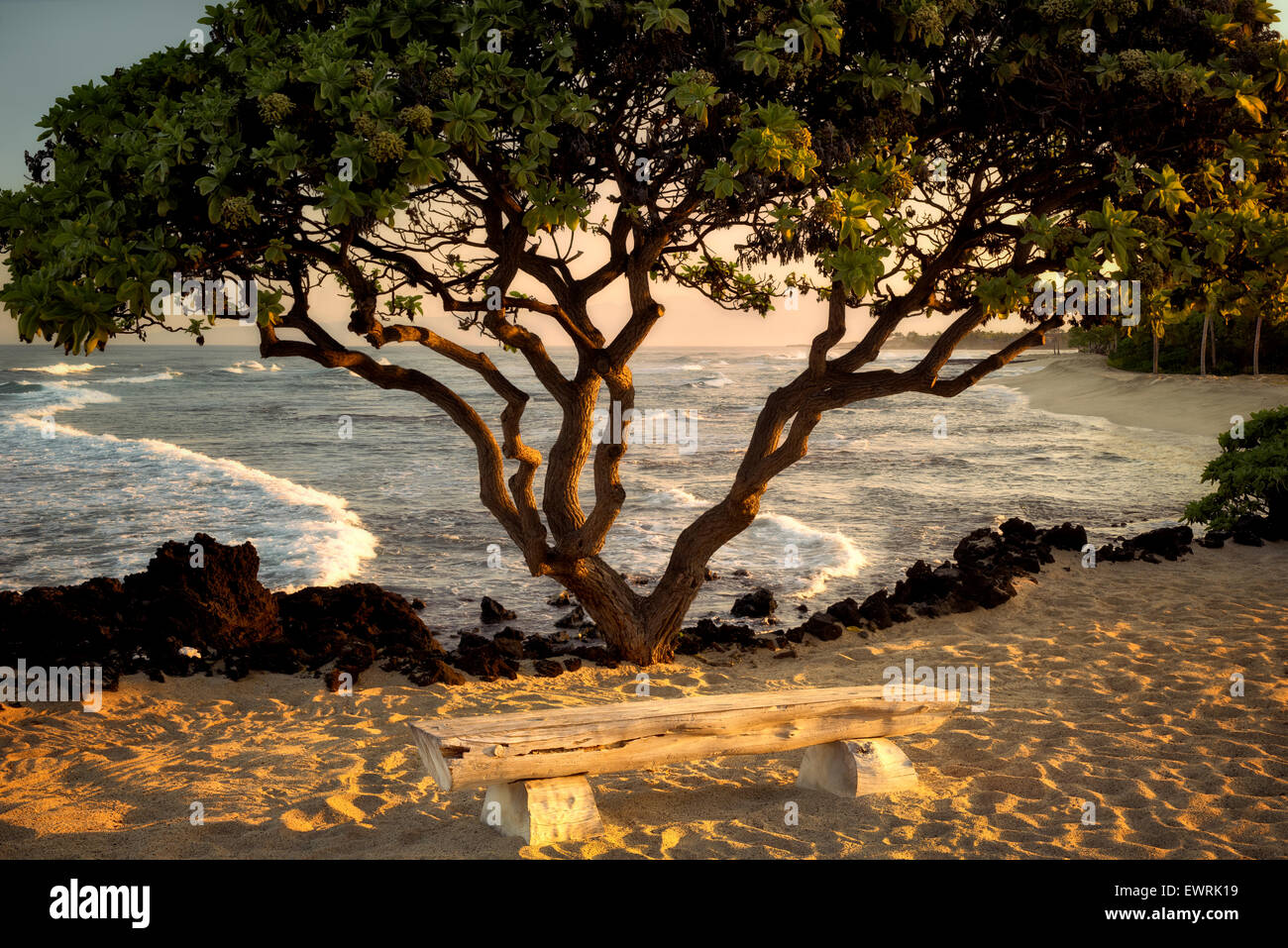 Heliotope trees and bench at ocean side. Hawaii, The Big Island. Stock Photo