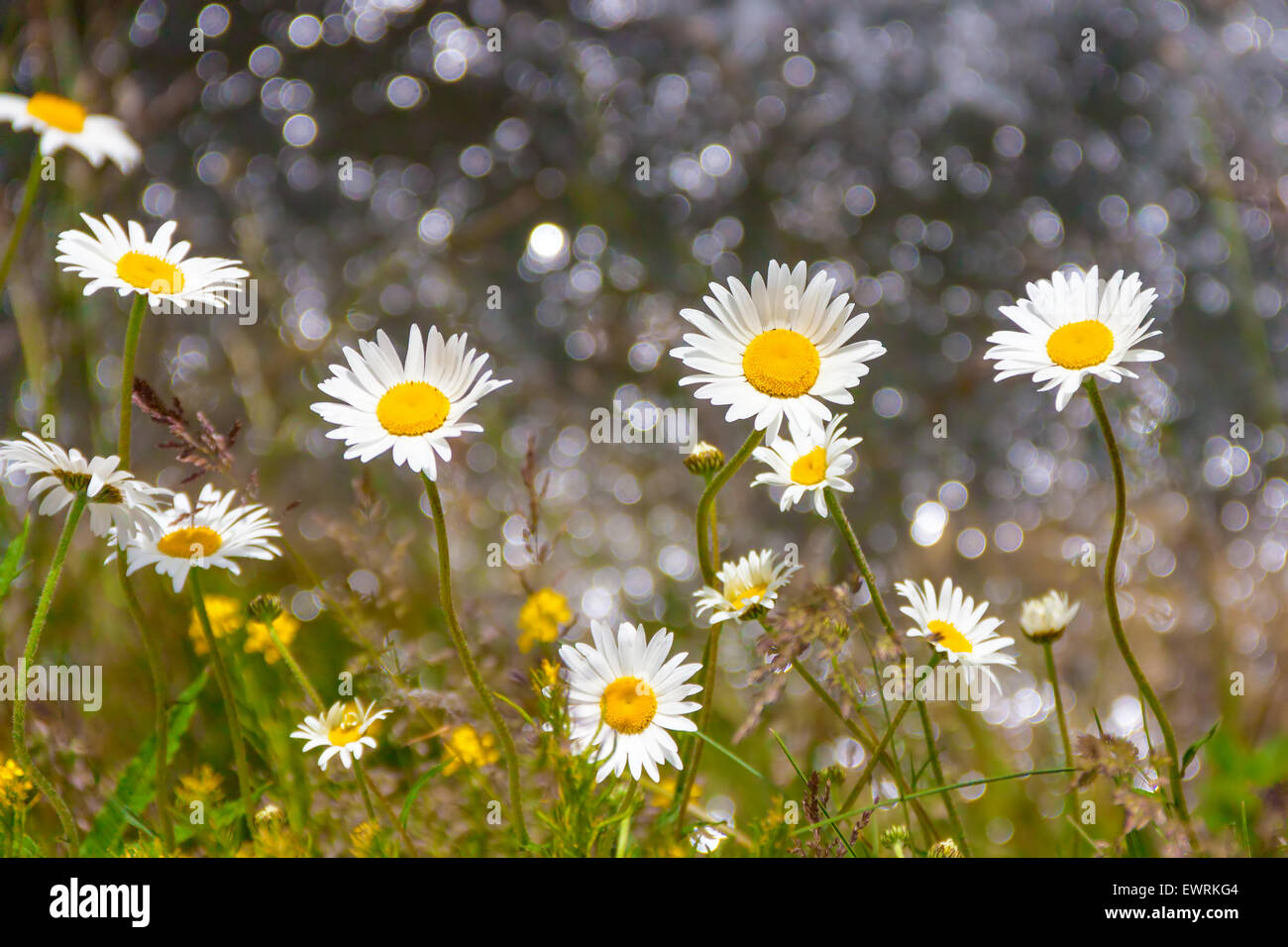 White alpine daisy hi-res stock photography and images - Alamy
