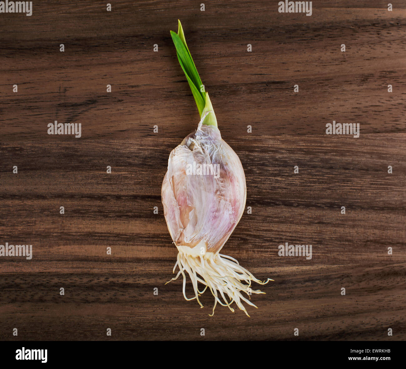 Garlic bulb sprouting with roots over wood background Stock Photo Alamy