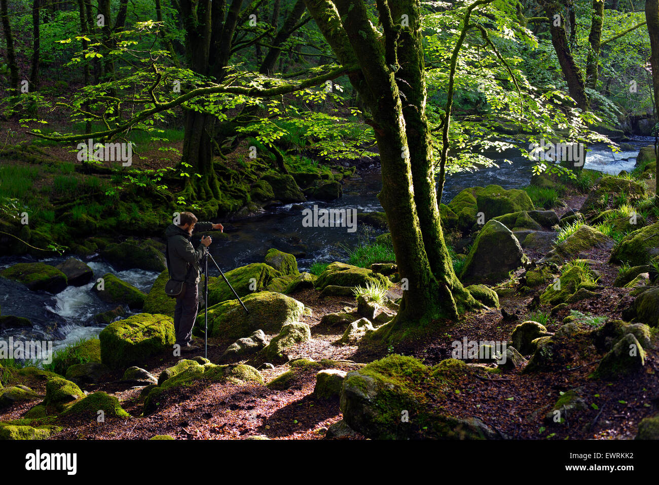 A landscape photographer taking pictures in the woods Stock Photo