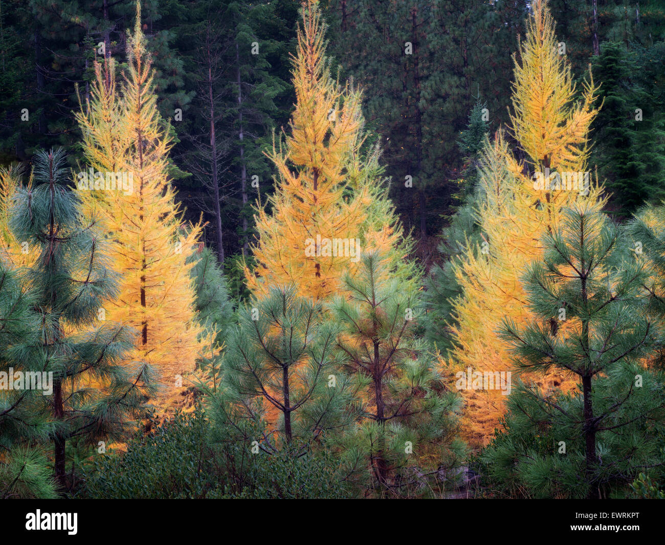 Fall colored Larch and Ponderosa Pine trees. Washington Stock Photo