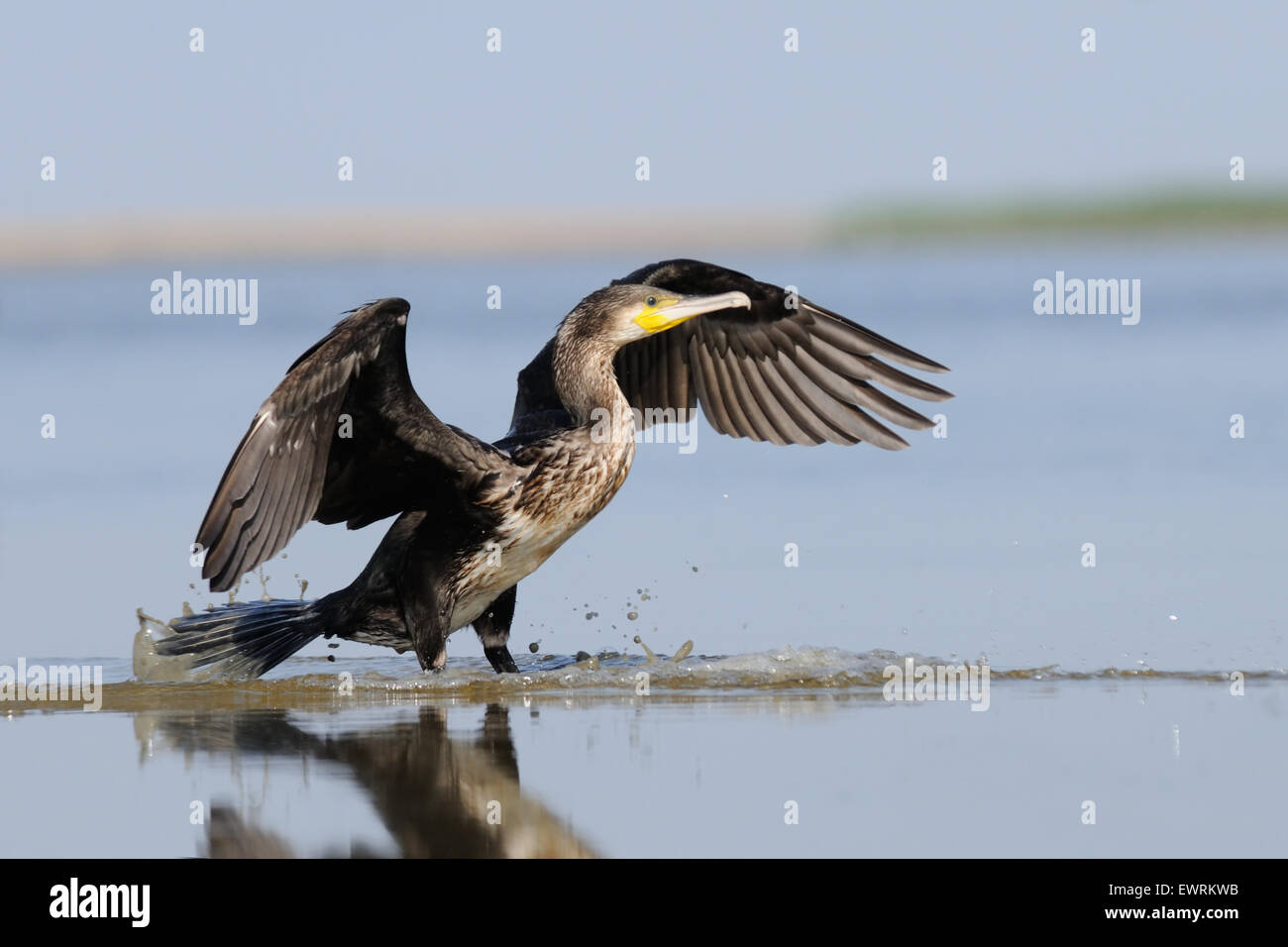Great Cormorant with open wings at the blue morning lake Stock Photo