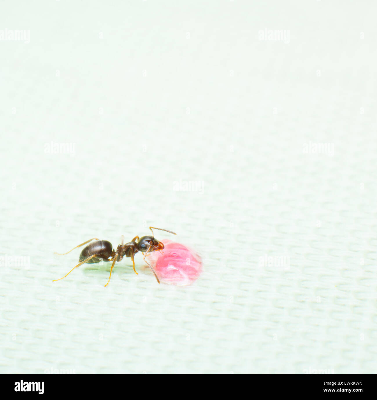 Ants eating hires stock photography and images Alamy