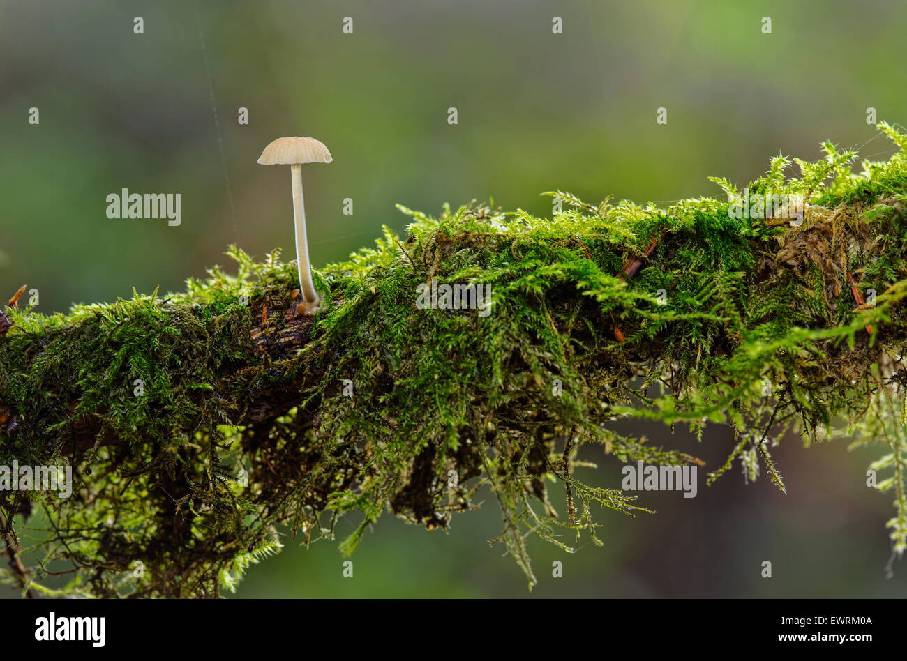 A small fungi on a mossy branch Stock Photo