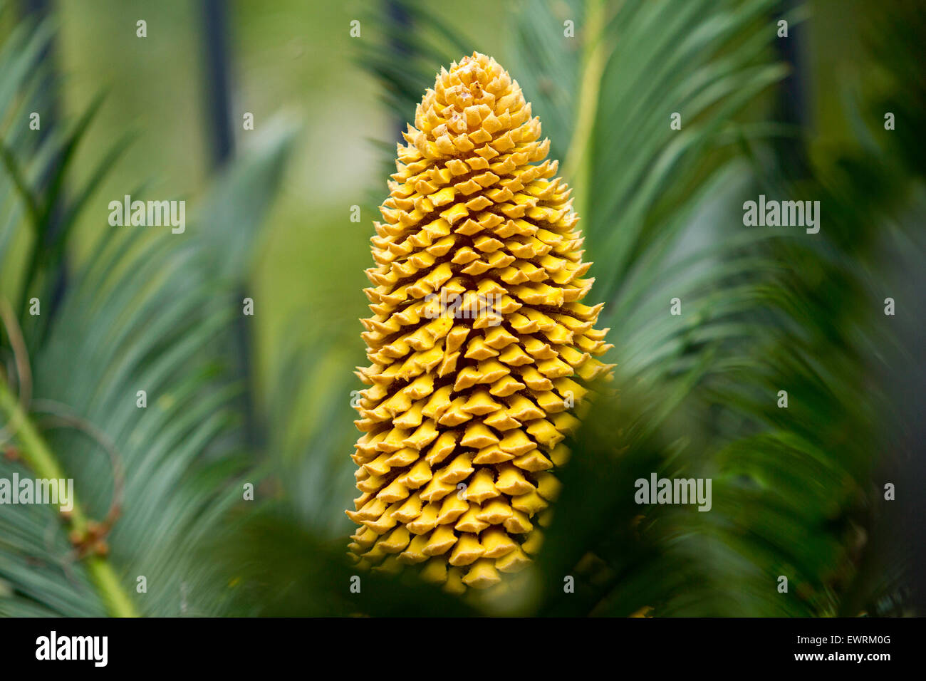 A Sago Palm Cone at full growth Stock Photo