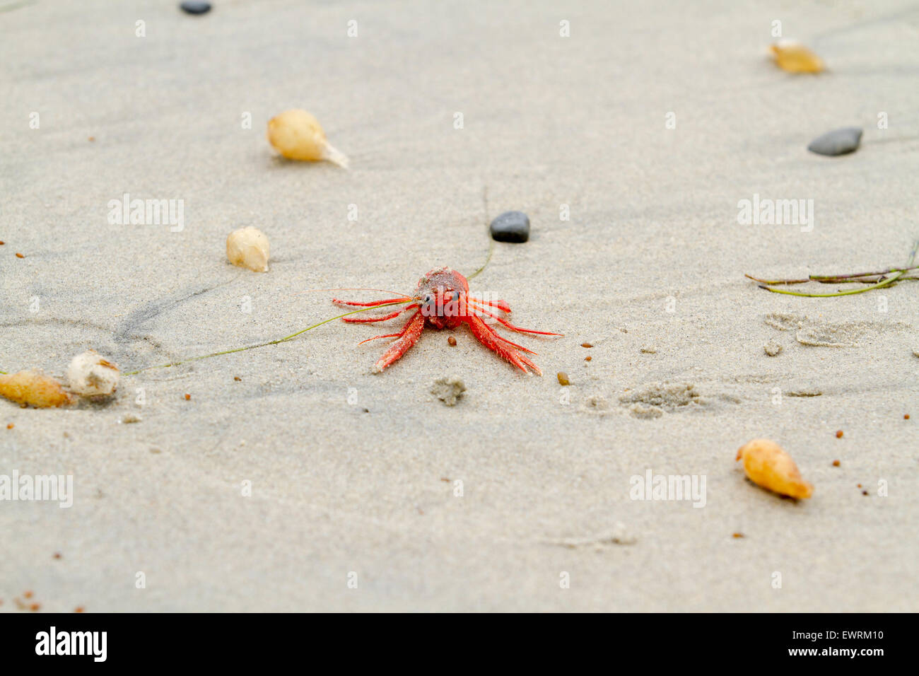 Small red Tuna Crabs washed up on the San Diego coastline Stock Photo