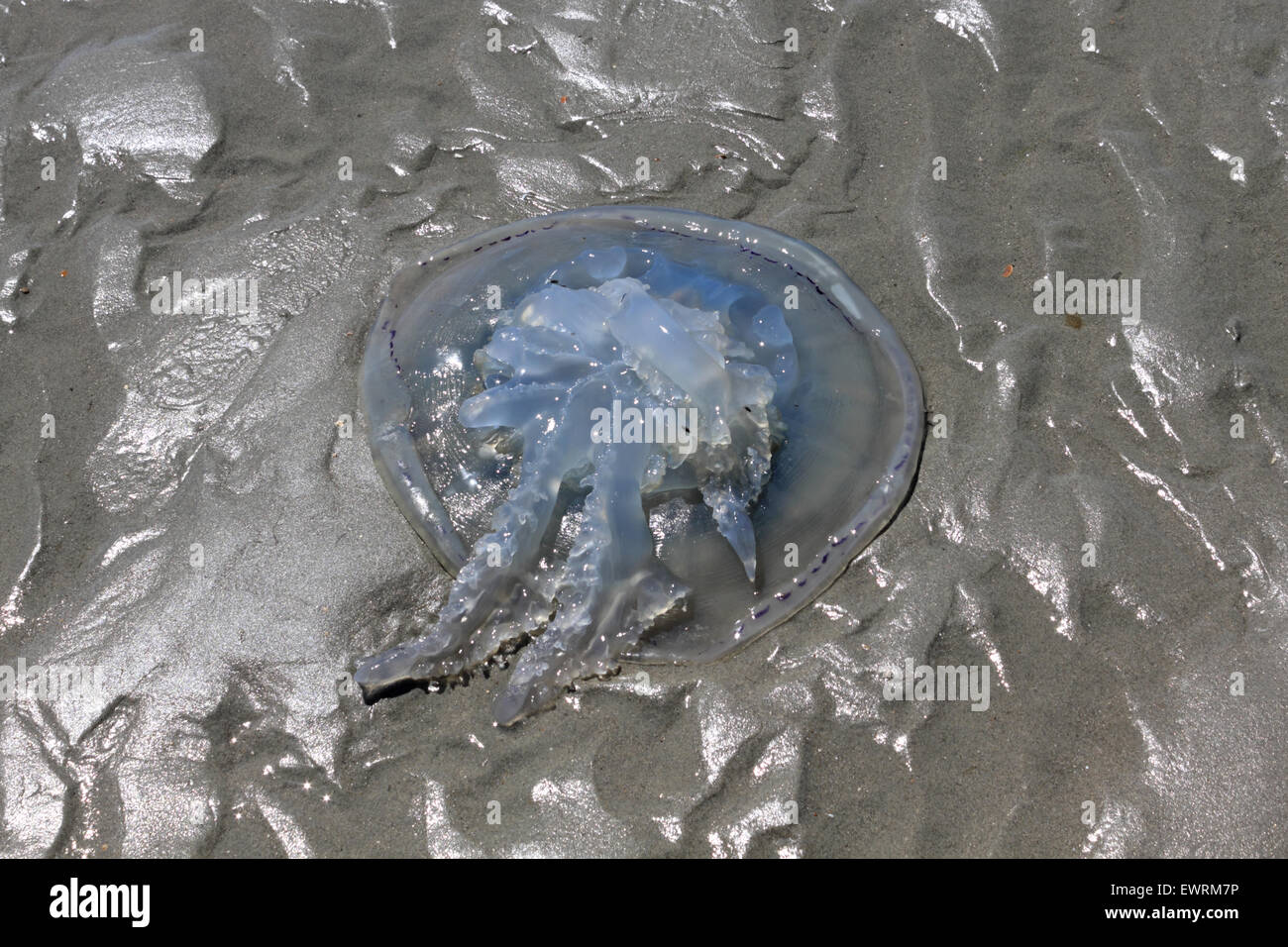 West Wittering Beach, West Sussex, UK. 30th June, 2015. A barrel jellyfish washed up on the beach on the East Spit at West Wittering. Credit:  Julia Gavin UK/Alamy Live News Stock Photo