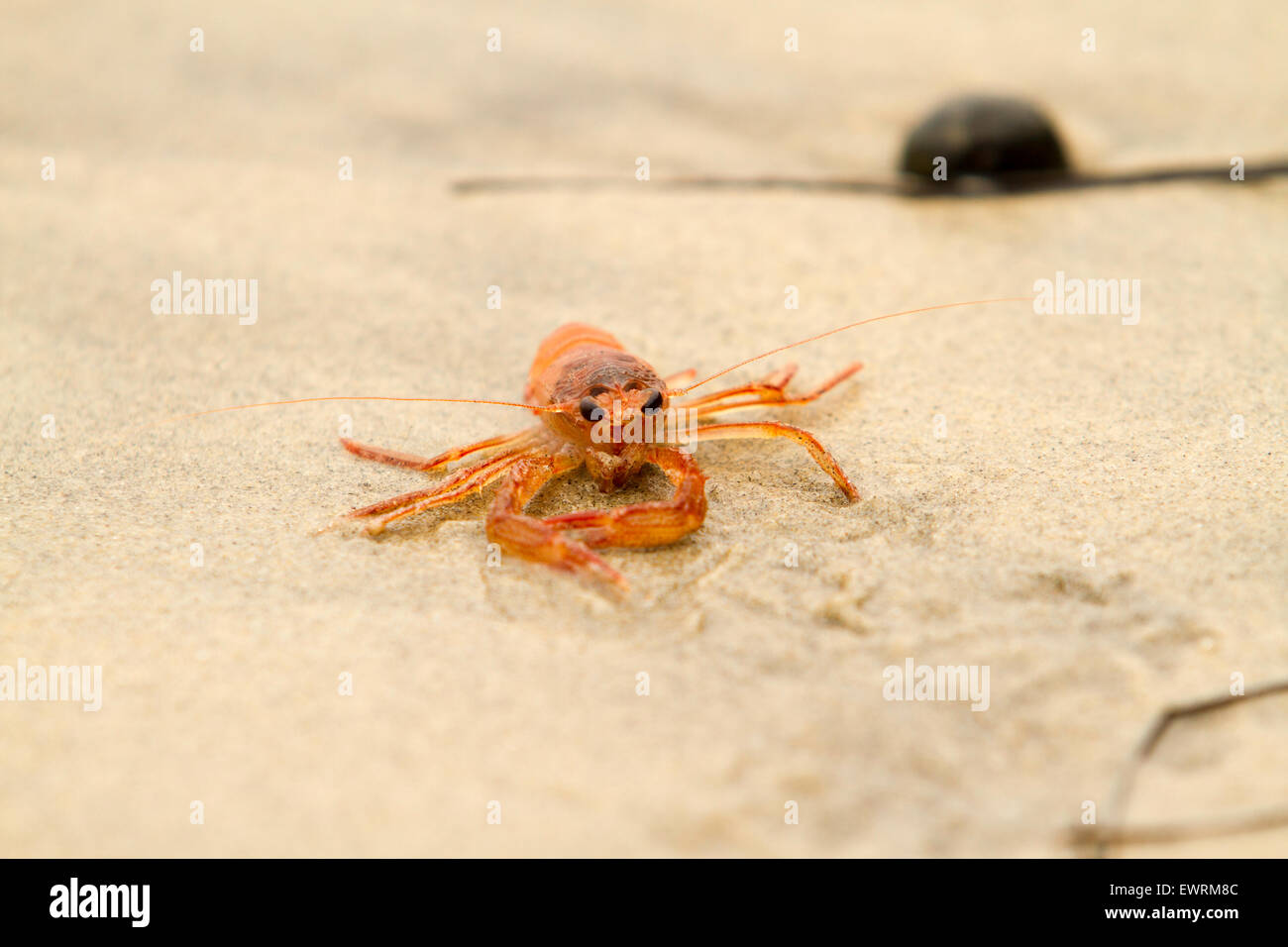 Small red Tuna Crabs washed up on the San Diego coastline Stock Photo