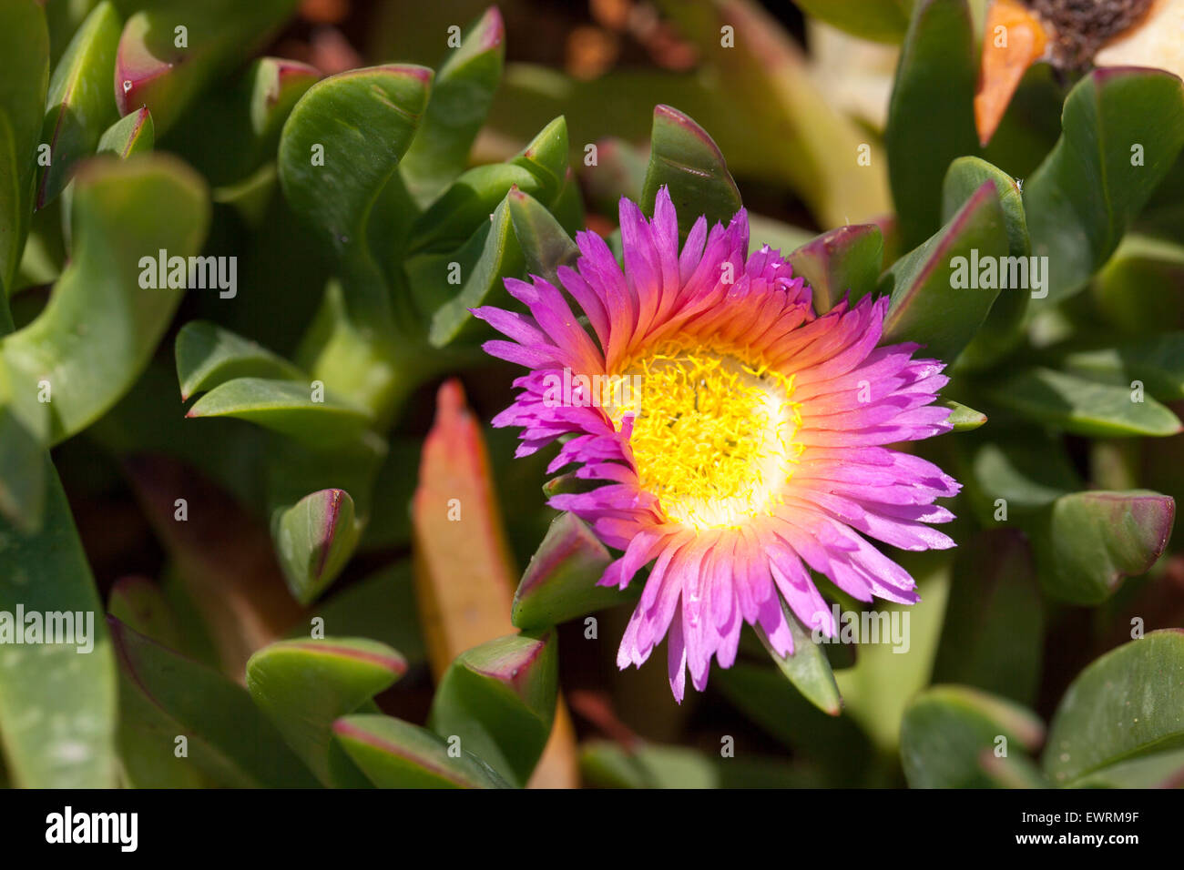 Green Ice Plants with bright pink and yellow flowers blooming Stock Photo