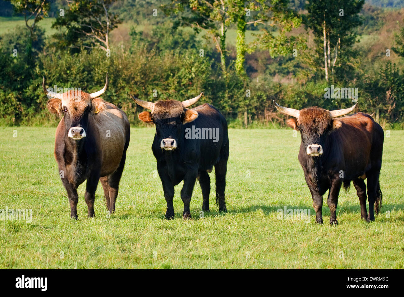 Heck Cattle Stock Photo