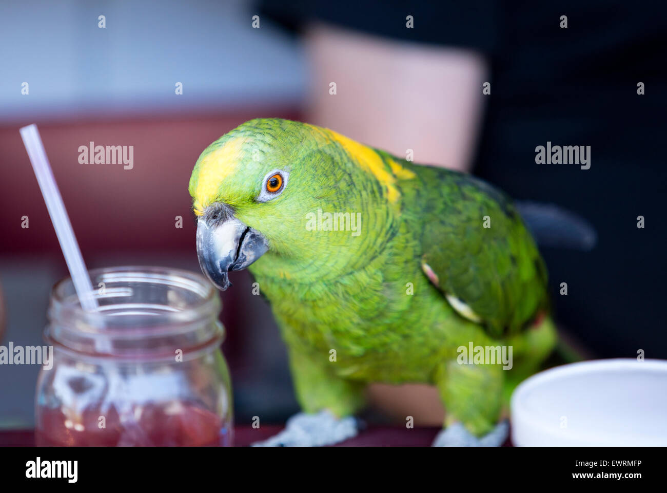 Parrots face hires stock photography and images Alamy