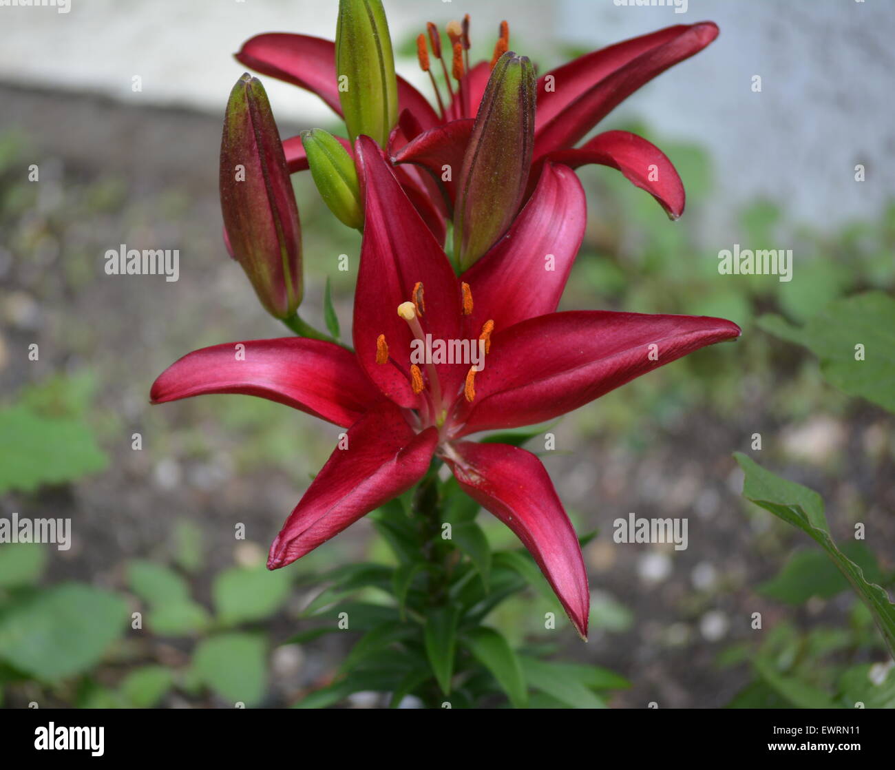 A bright red Tiger Lily blooming for the bees to pollinate Stock Photo