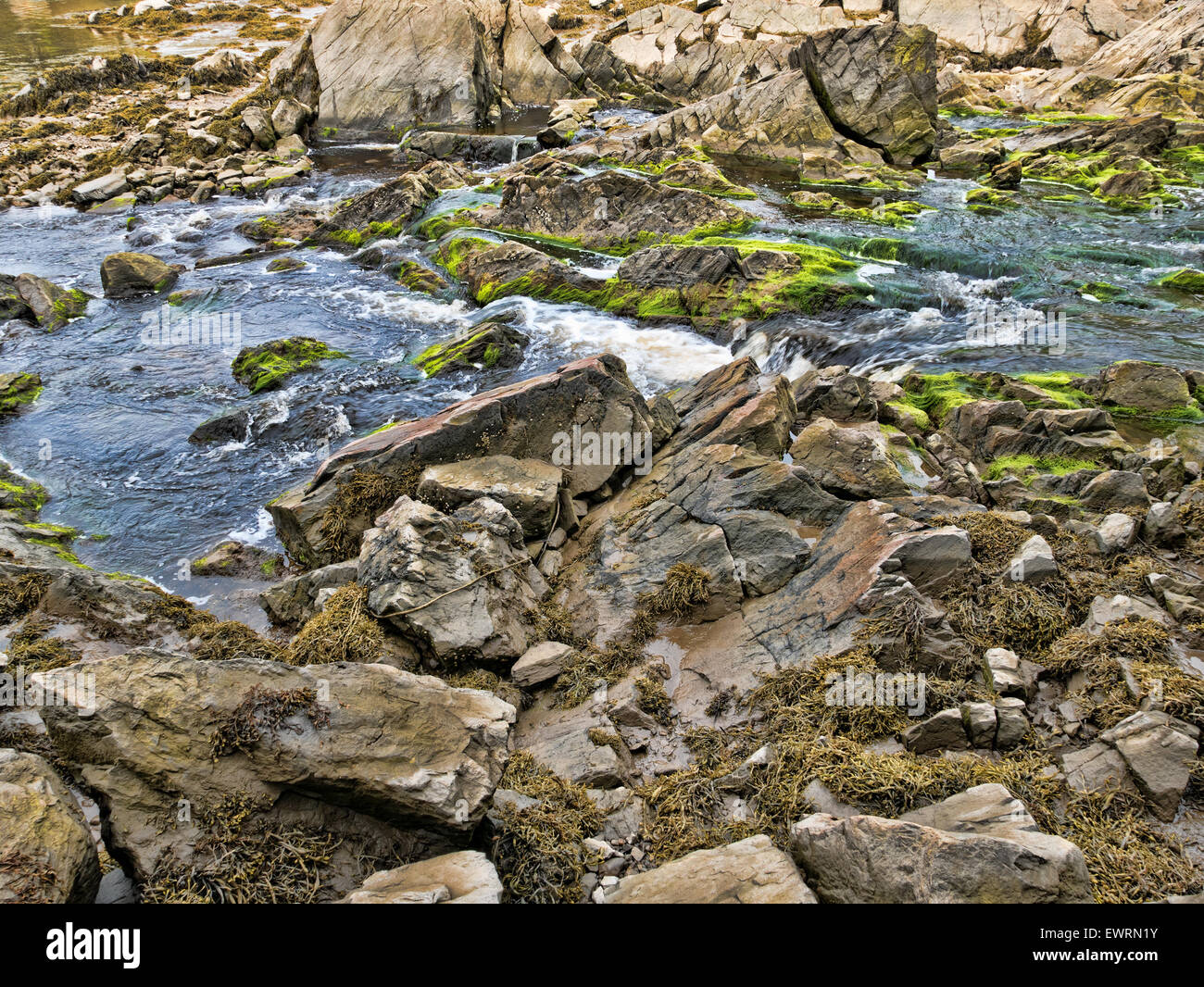 A salt water stream at low tide with large rocks and boulders covered with green algae and seaweed on the coast of Maine. Stock Photo