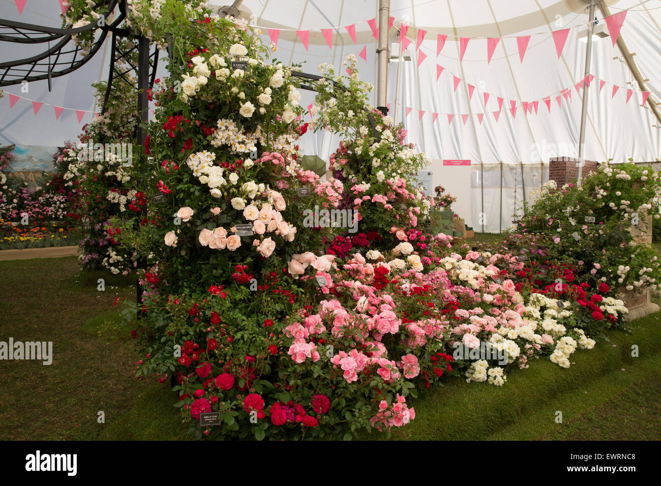 Rhs rose of the year hires stock photography and images Alamy