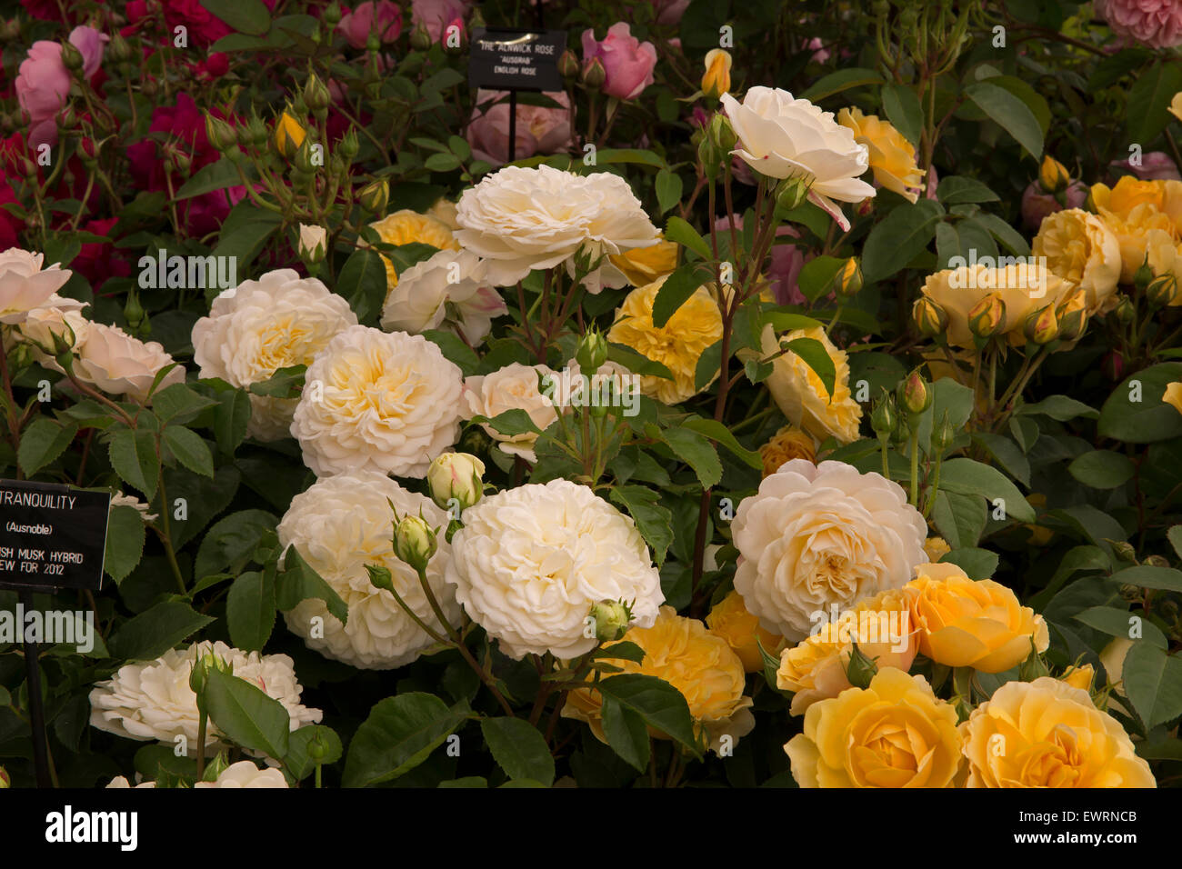 Rhs rose of the year hires stock photography and images Alamy
