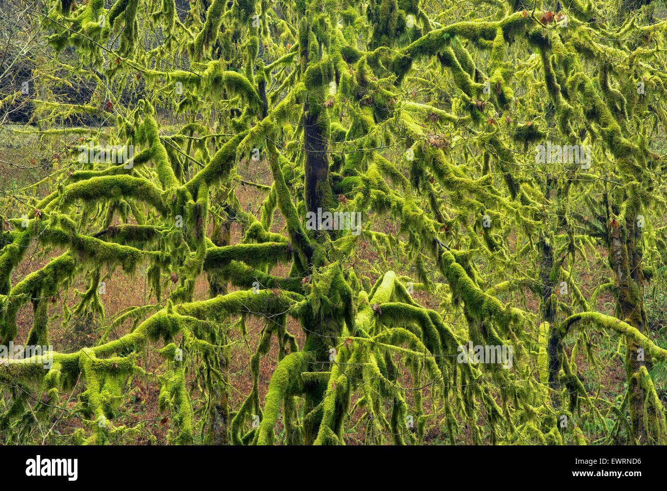 Moss covered Maple trees. Silver Falls State Park, Oregon. Stock Photo